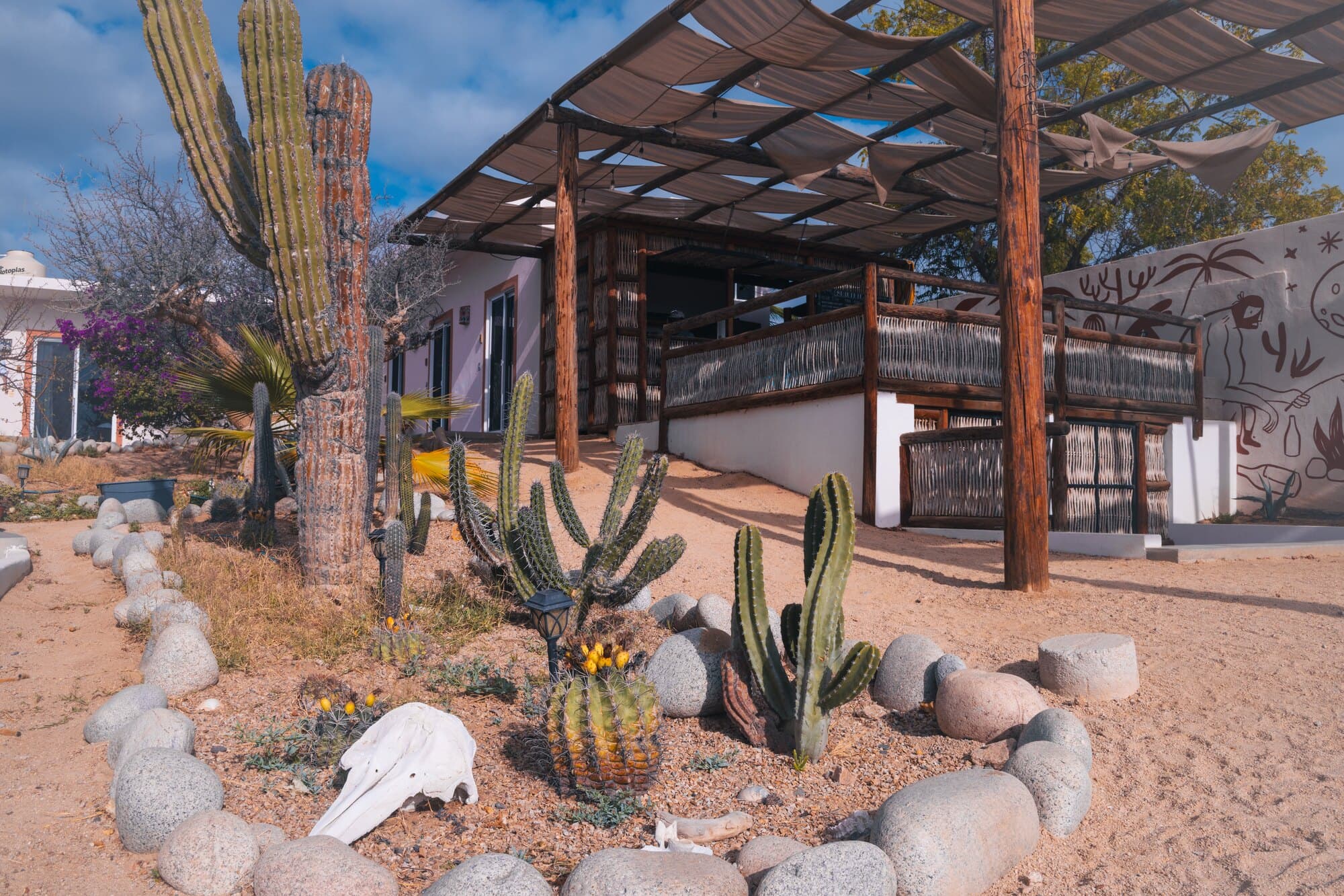 Cactus garden beside a shaded palapa at La Ventana Hostel