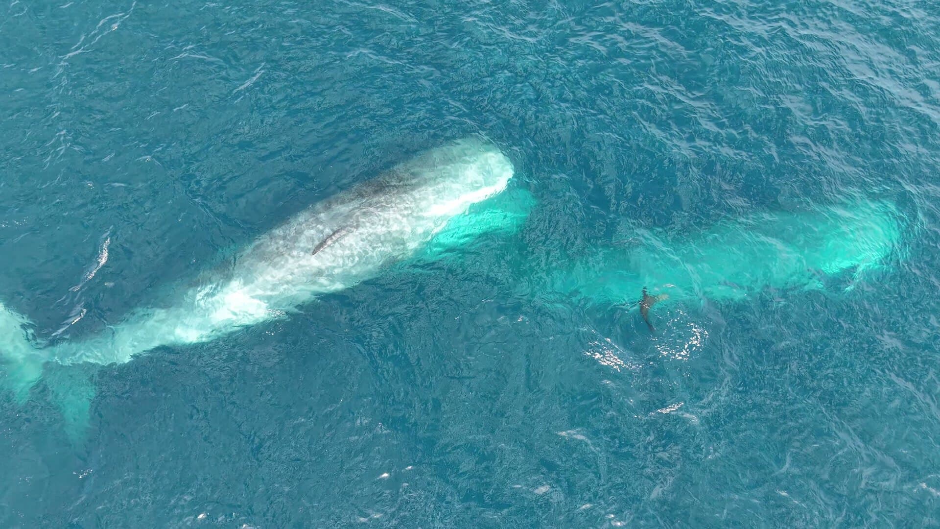 A whale visible beneath turquoise water from above