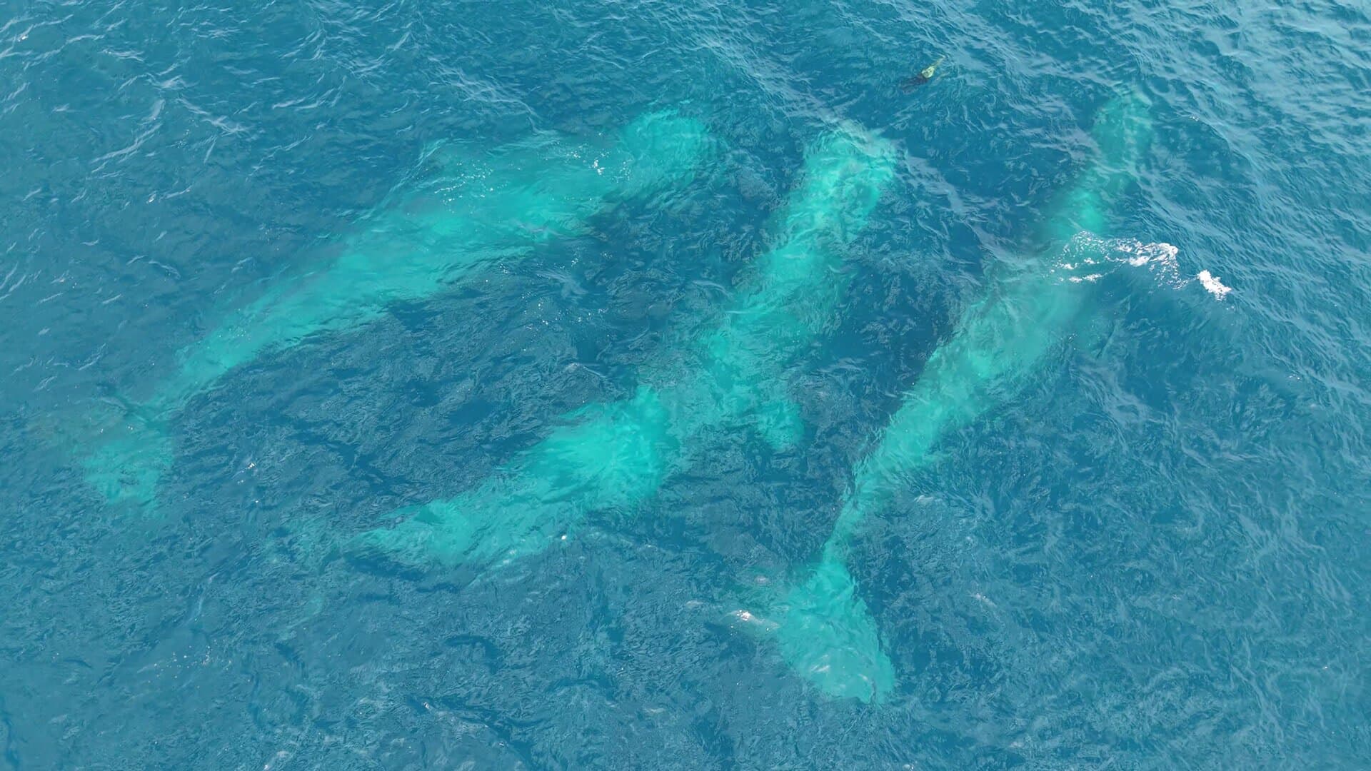A large whale visible beneath clear turquoise water from above