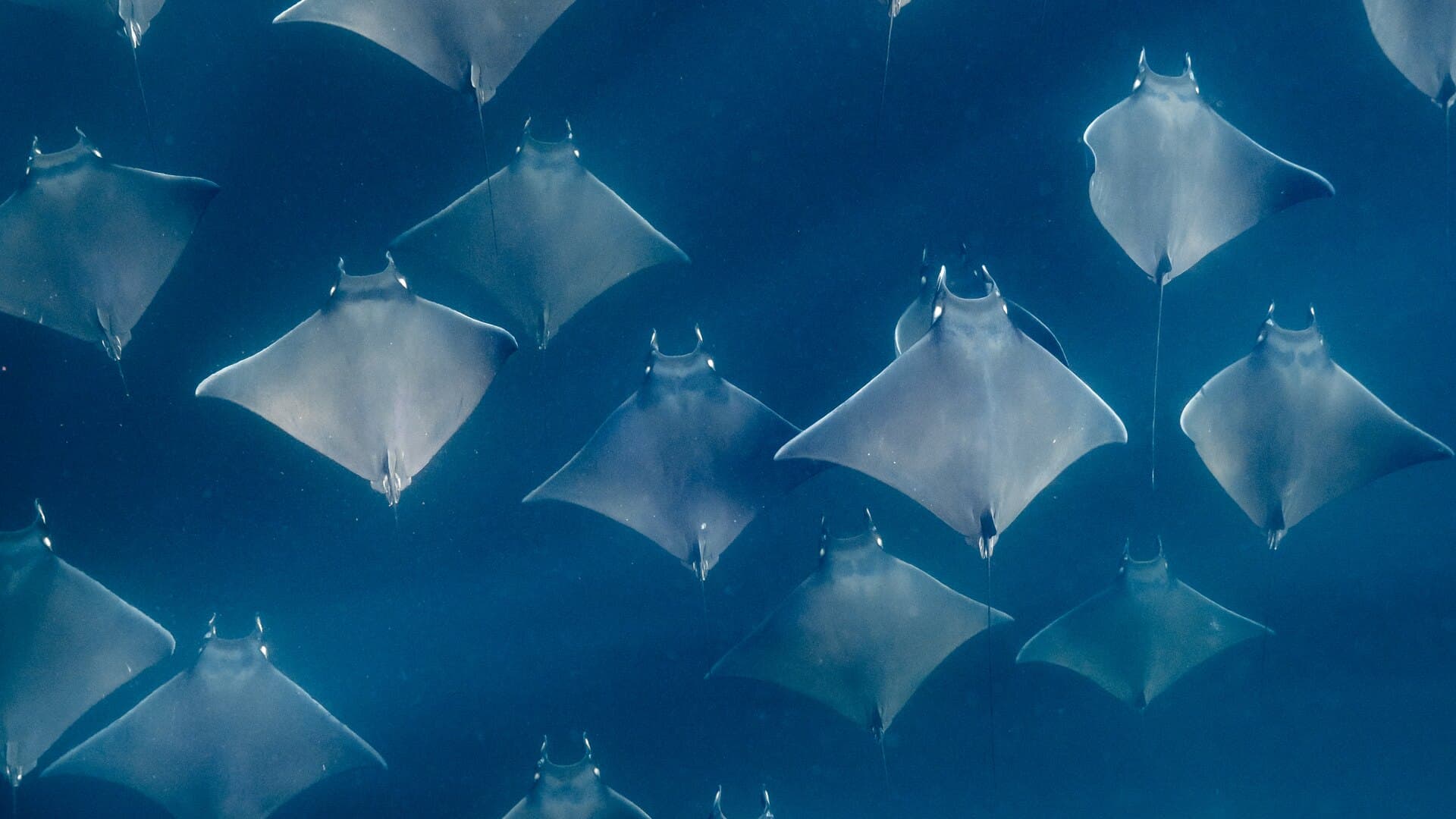A school of mobula rays swimming together through blue water