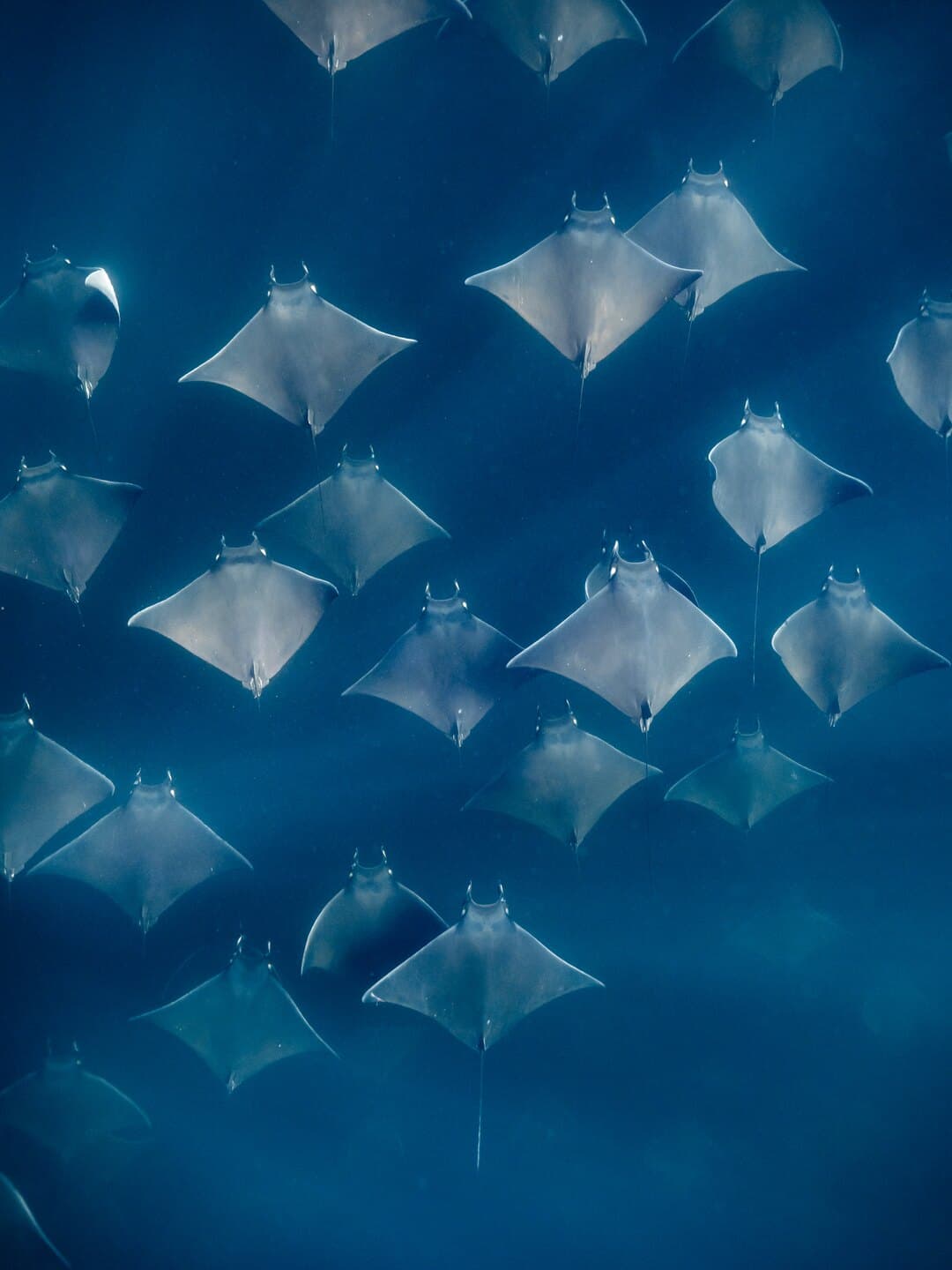 A school of mobula rays swimming together through blue water