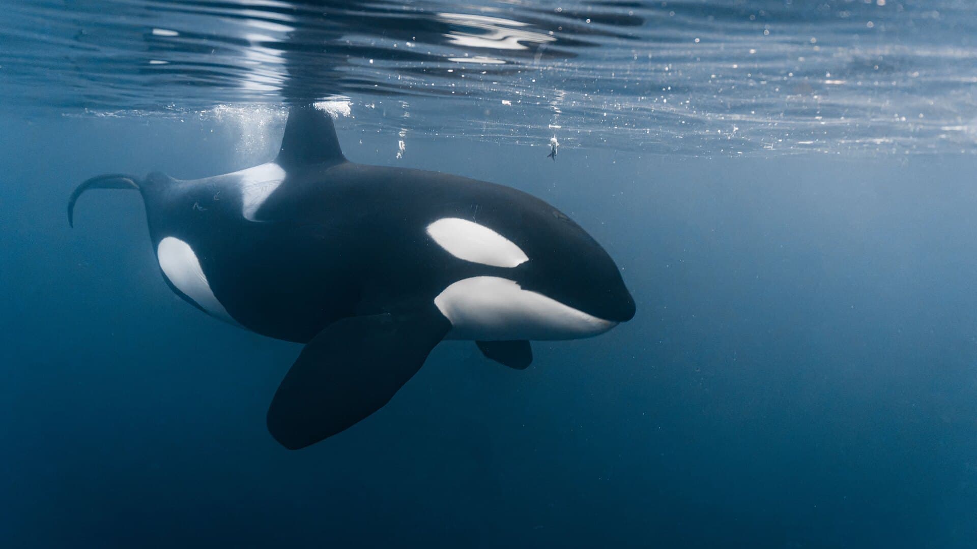 An orca swimming just below the rippled surface