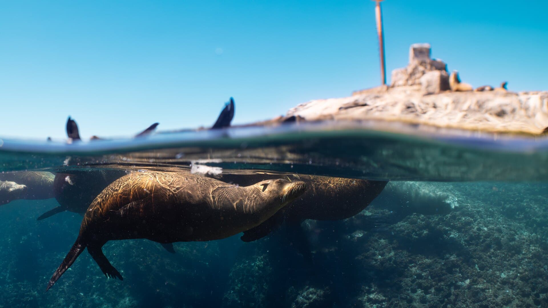 A sea lion swimming below the surface near a rocky lighthouse islet