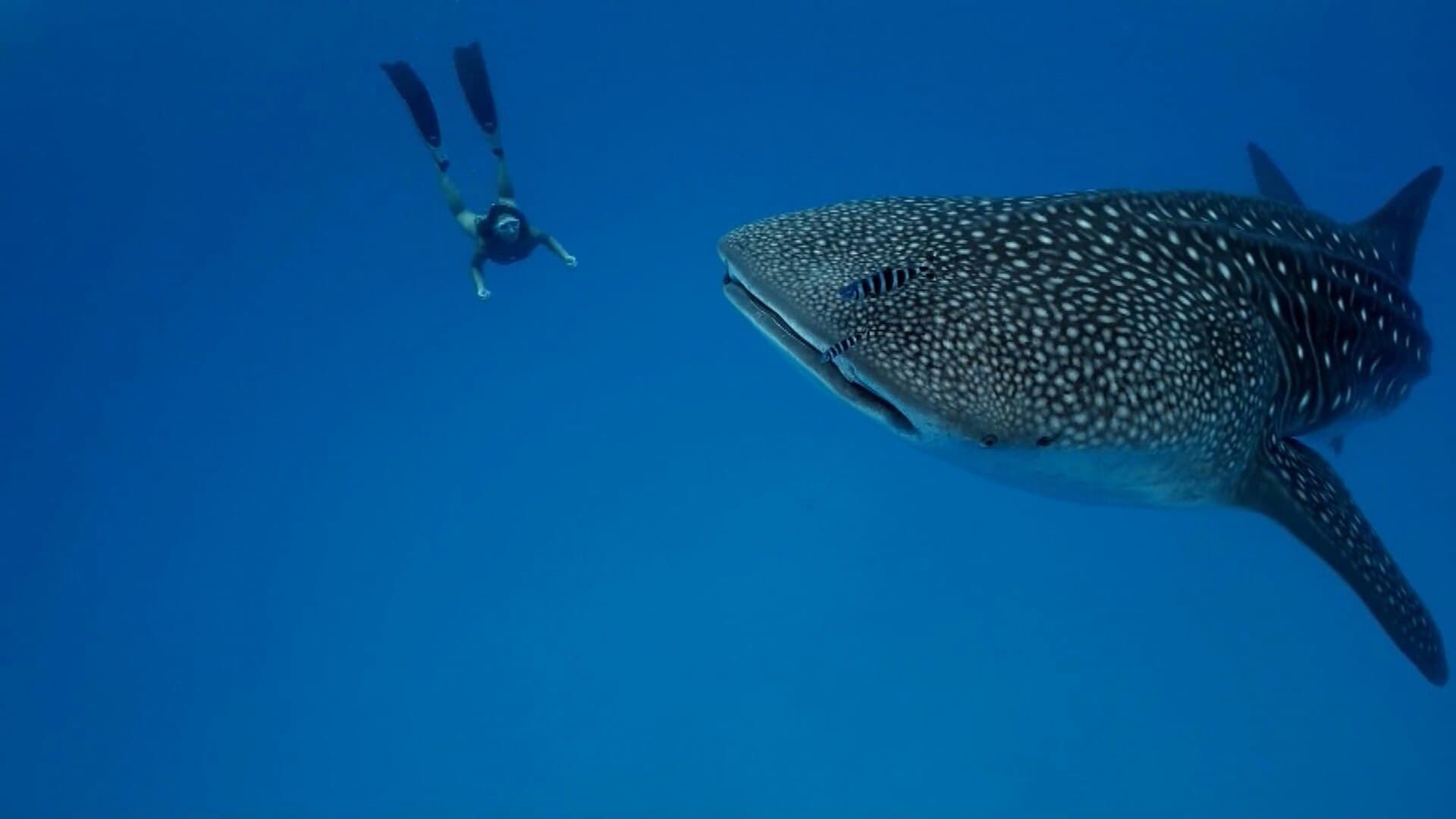 A snorkeler swimming above a whale shark in open blue water