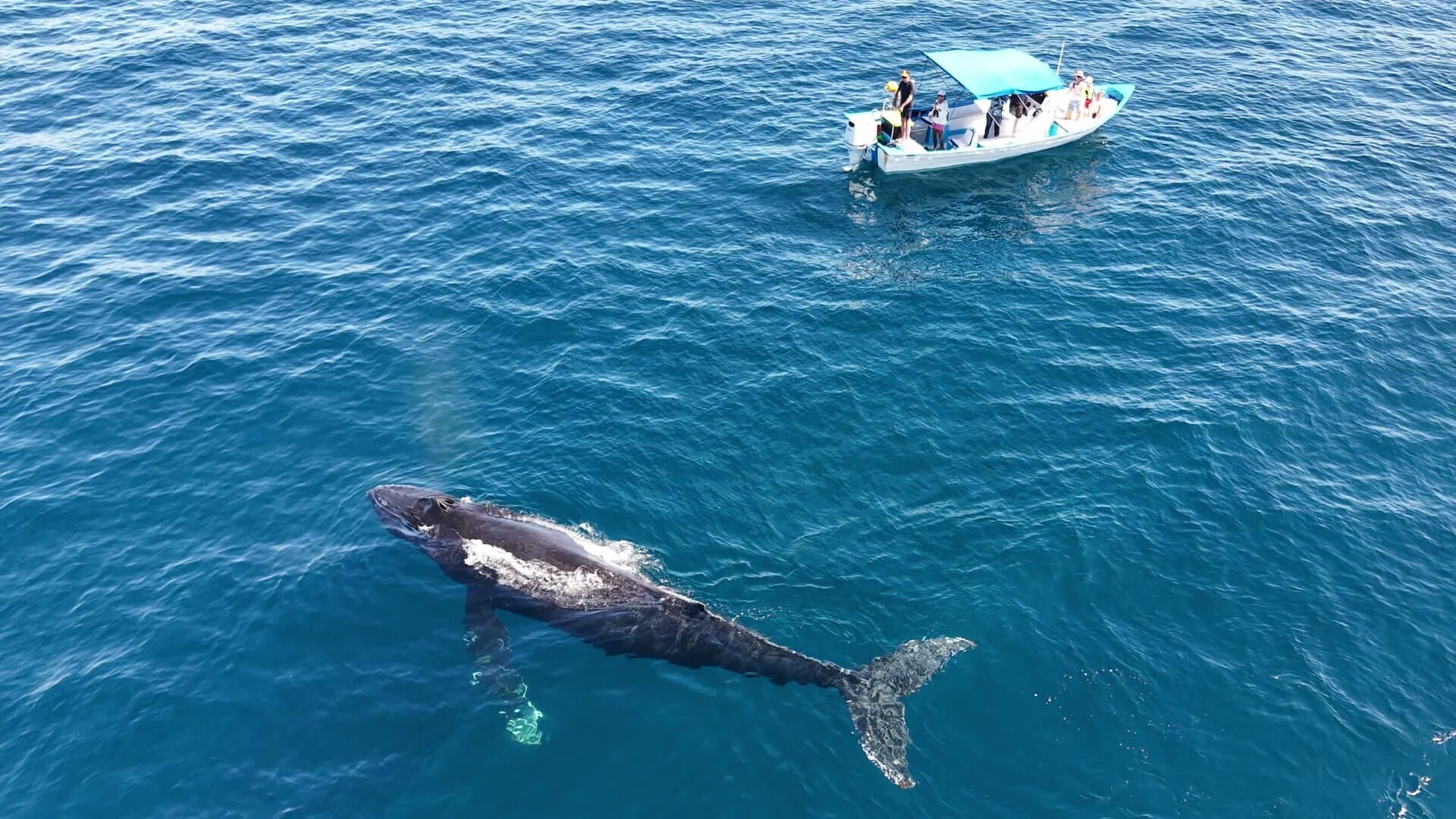 A whale swimming near a panga in open water