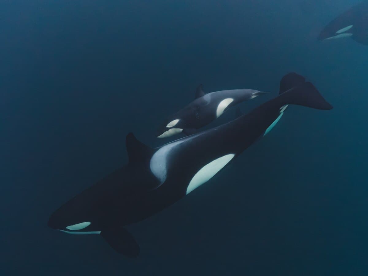 Two orcas swimming together underwater