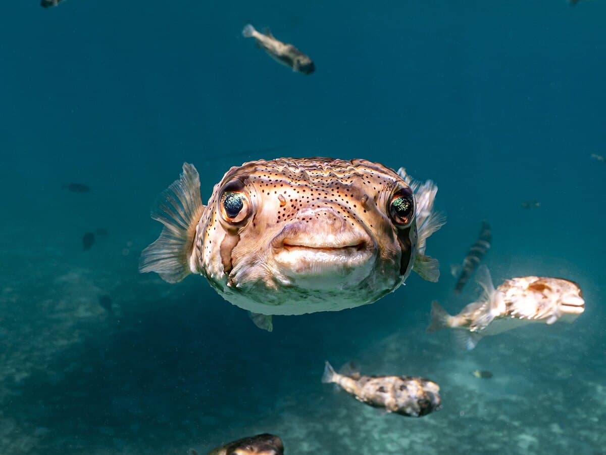 A pufferfish facing the camera with smaller fish nearby