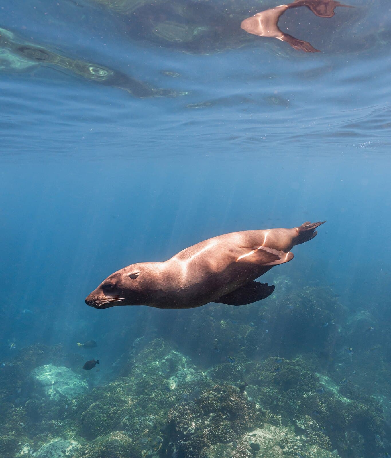 A sea lion swimming above a rocky reef near the surface