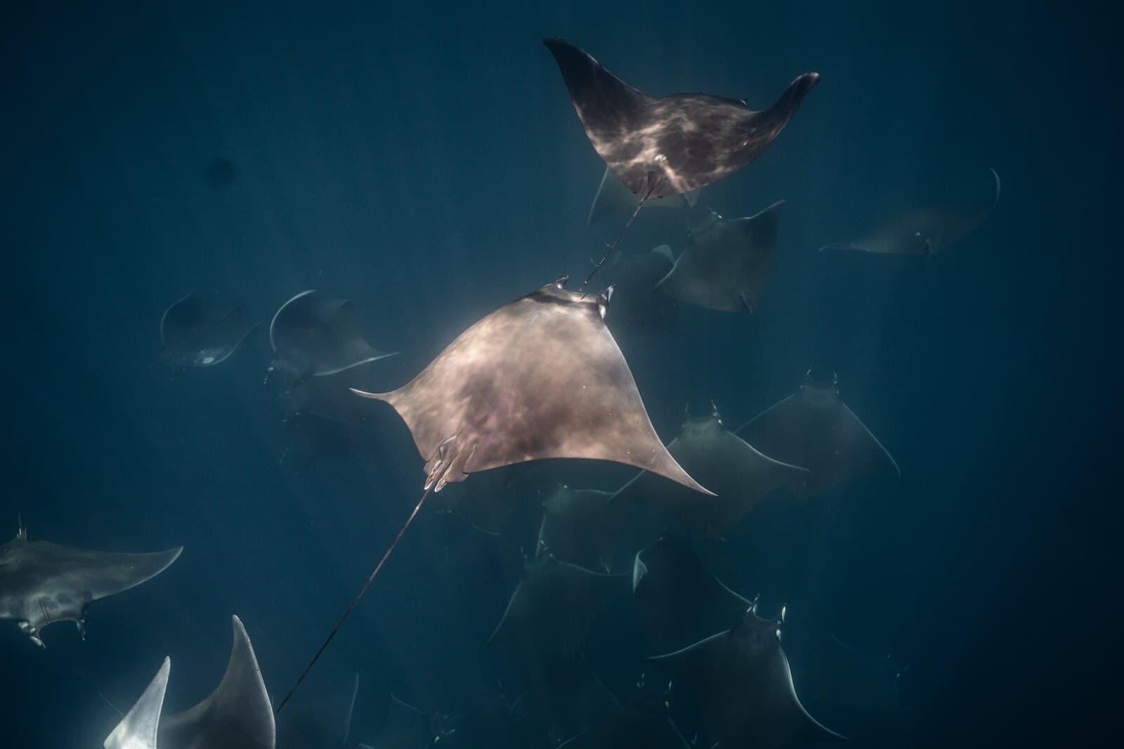 Mobula rays swimming together through dark blue water