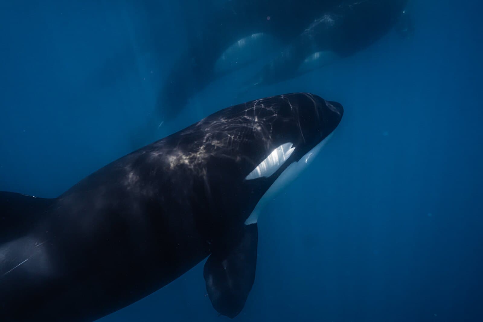 An orca swimming just below the rippled surface