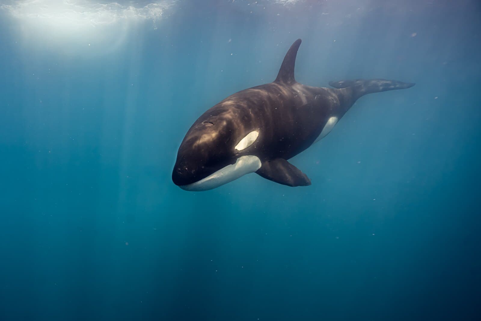 An orca gliding through clear blue water