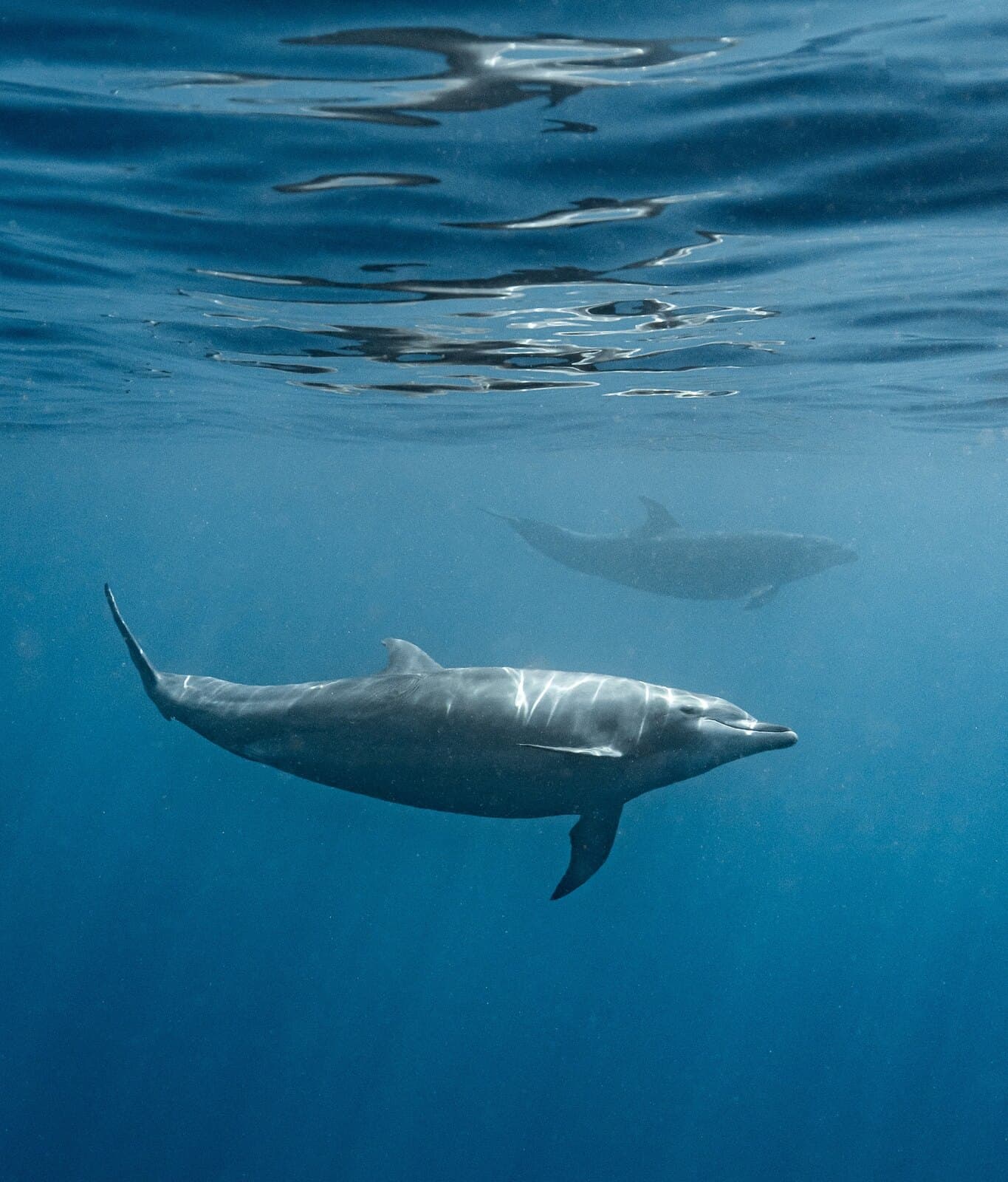 A dolphin swimming beneath the surface