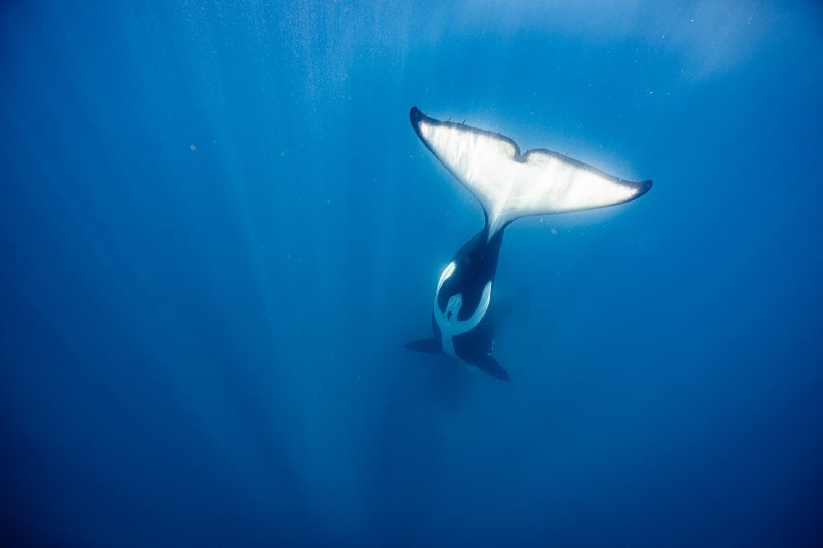 An orca turning underwater with its white underside visible