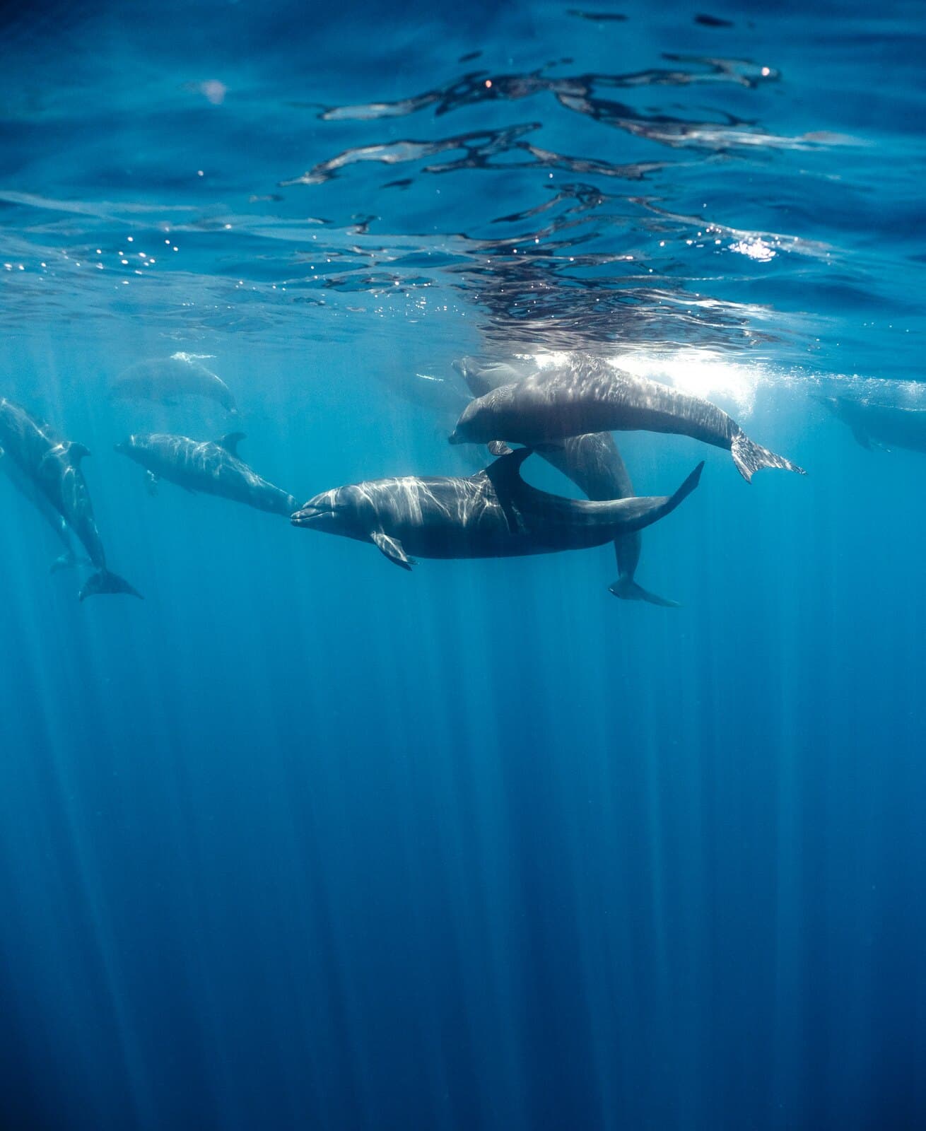 A dolphin swimming below a snorkeler near the surface