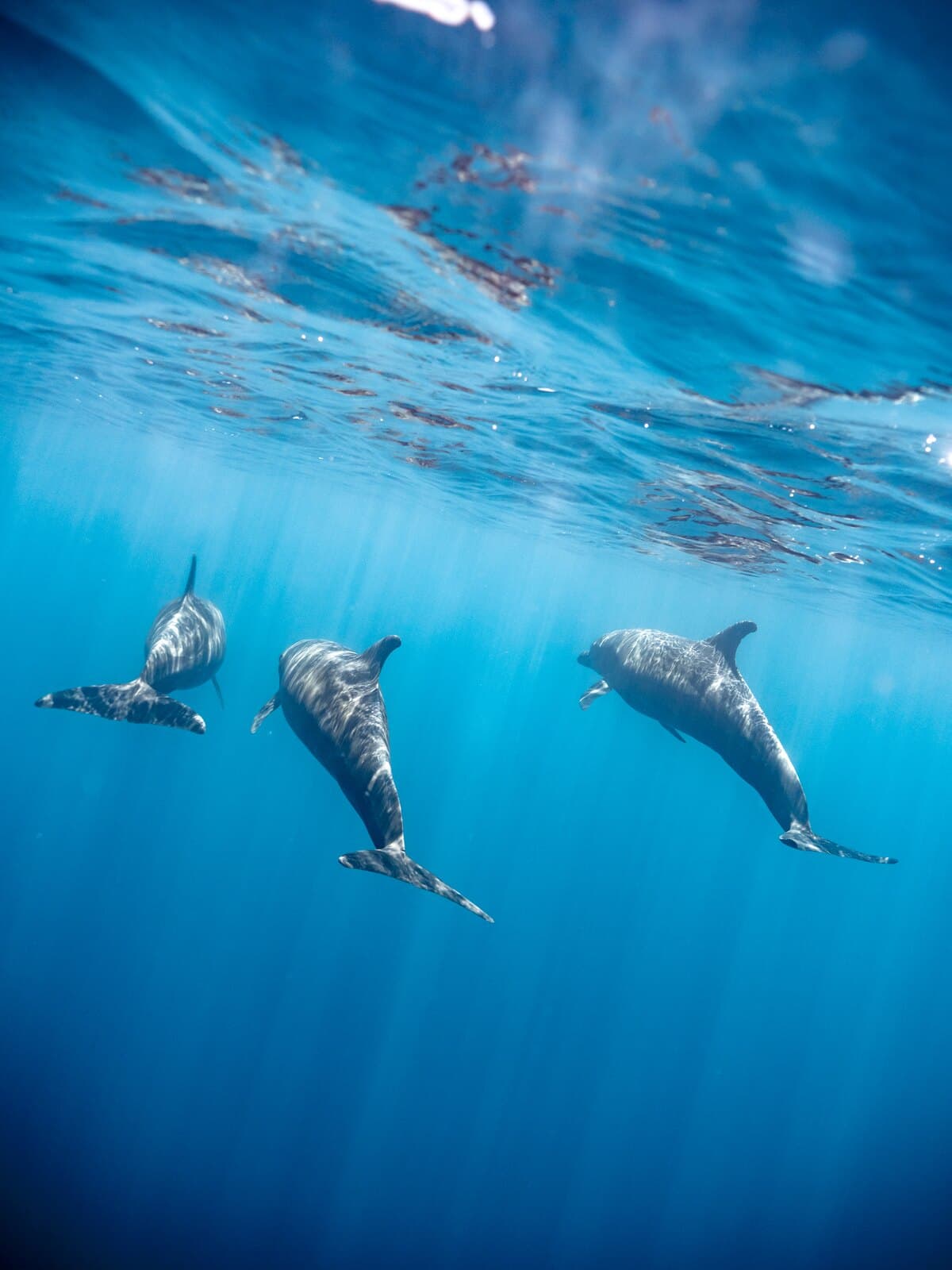 Three dolphins swimming beneath the rippled surface