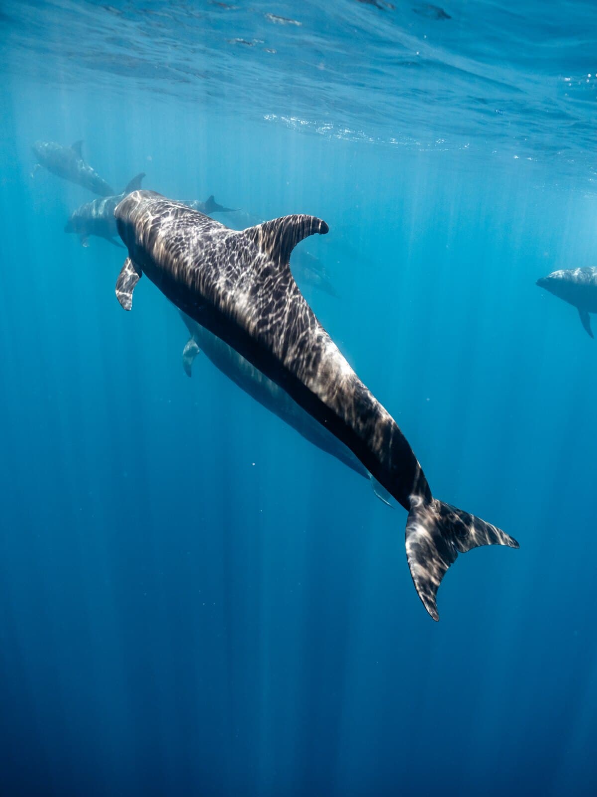 A dolphin swimming through dappled light with several dolphins behind it