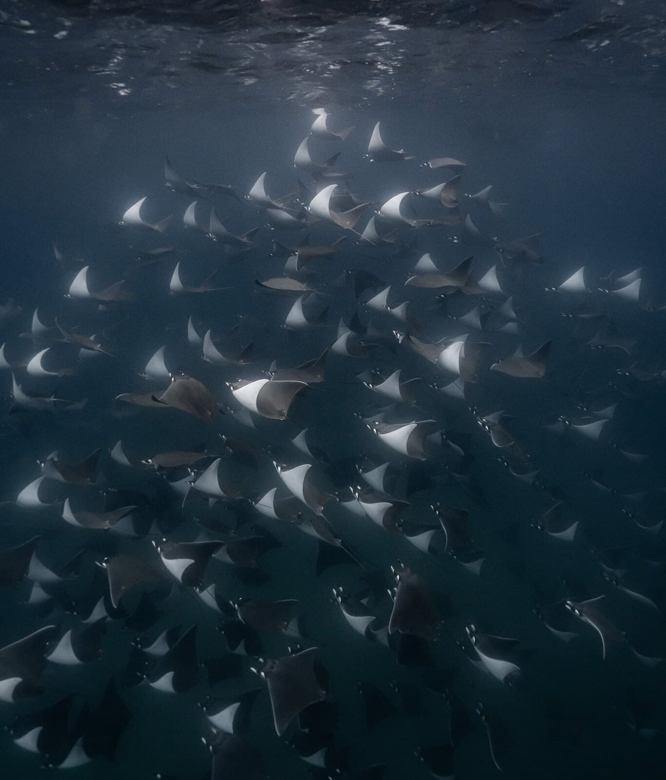 A dense aggregation of mobula rays beneath the water's surface