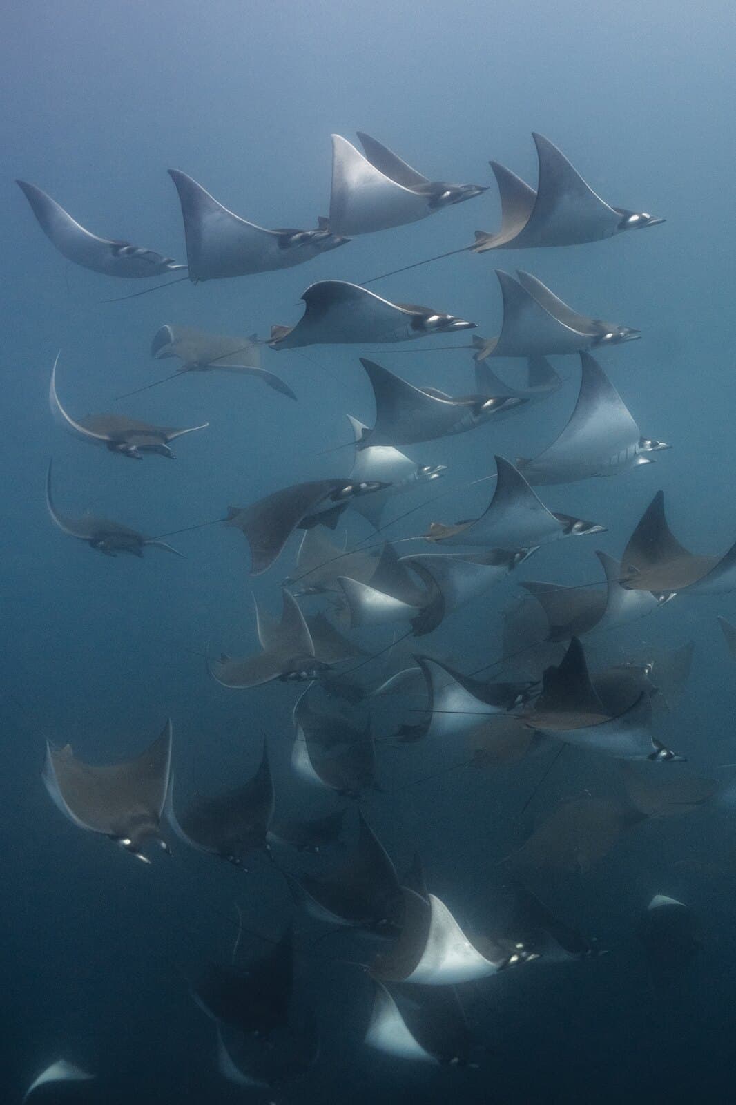 A tightly packed school of mobula rays swimming through blue water