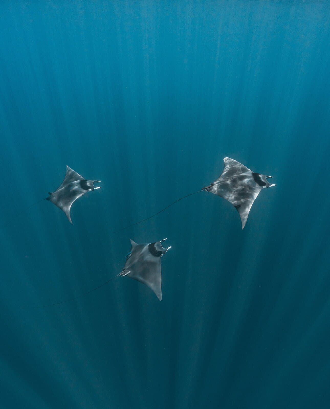 Three mobula rays gliding through shafts of sunlight