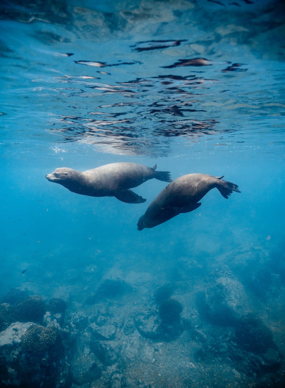 Two sea lions swimming side by side beneath the surface