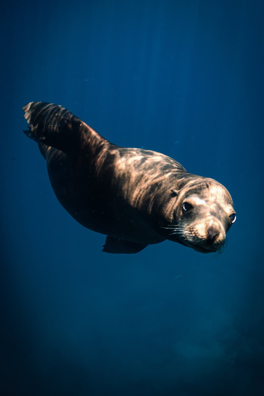 A sea lion swimming toward the camera in deep blue water