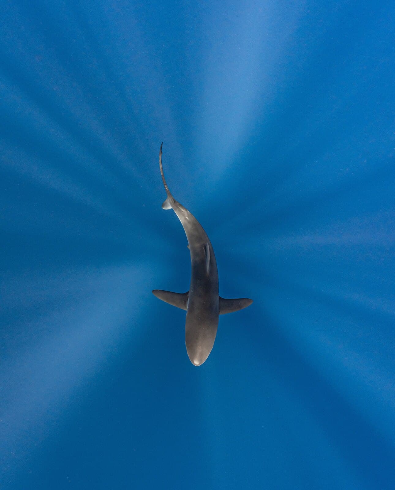 A shark seen from directly above in open blue water