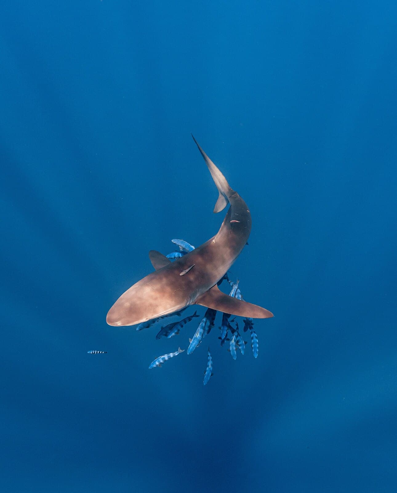 A shark swimming with a cluster of pilot fish beneath it