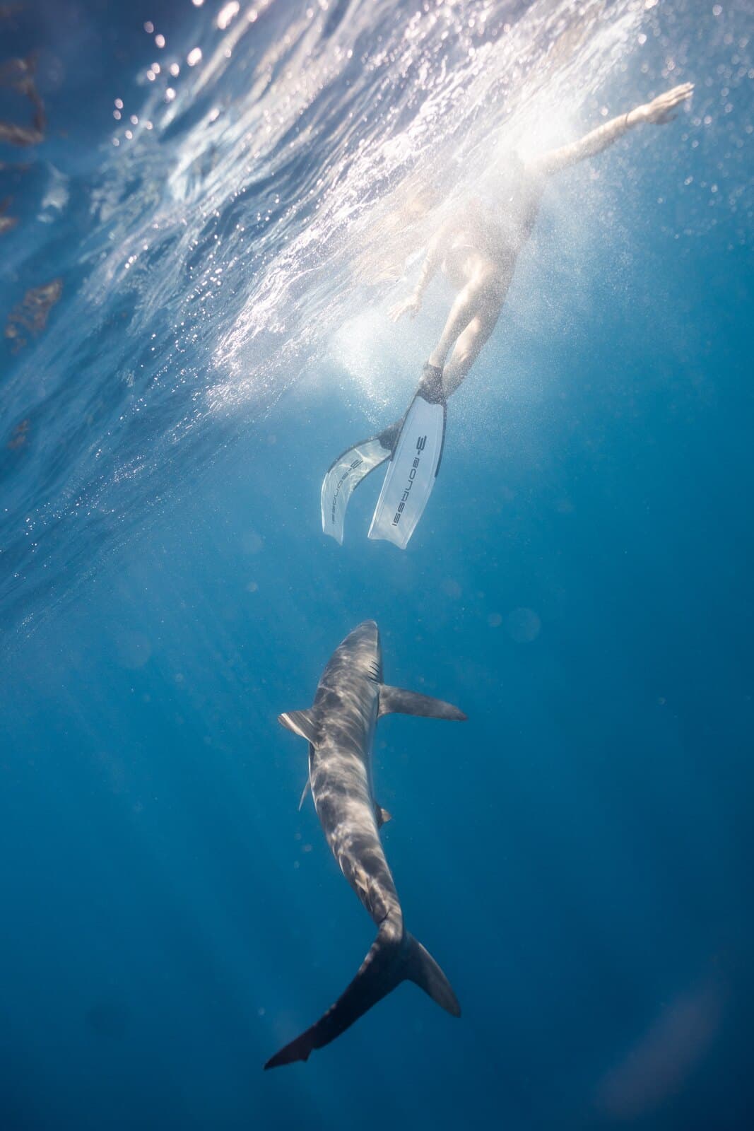 A freediver near the surface above a shark