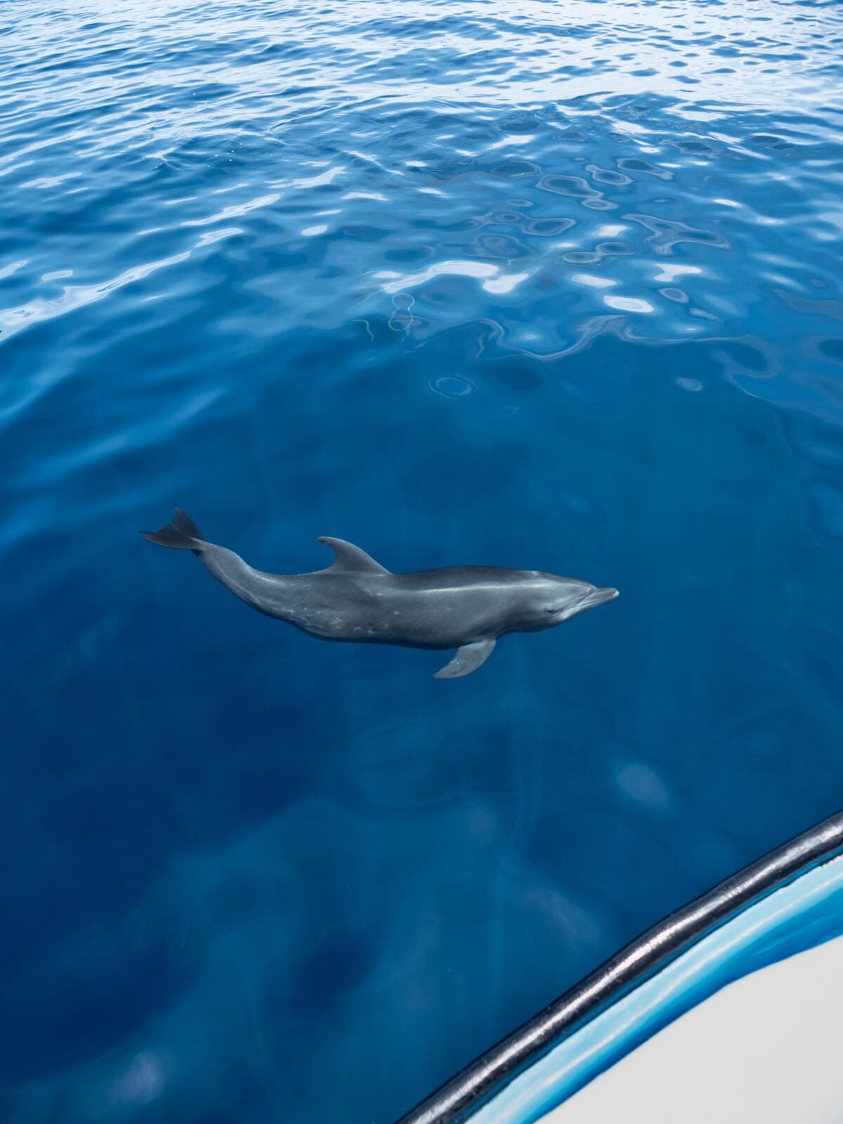 A dolphin swimming beside a boat in clear blue water