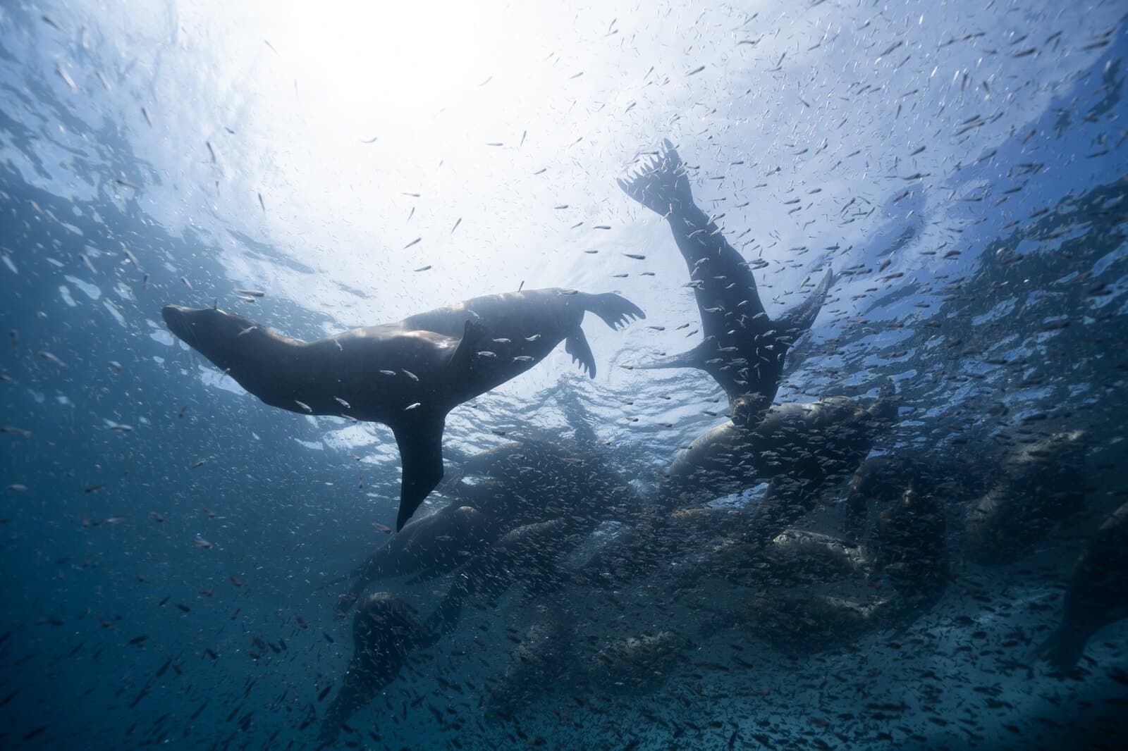 Sea lions swimming through a dense school of small fish
