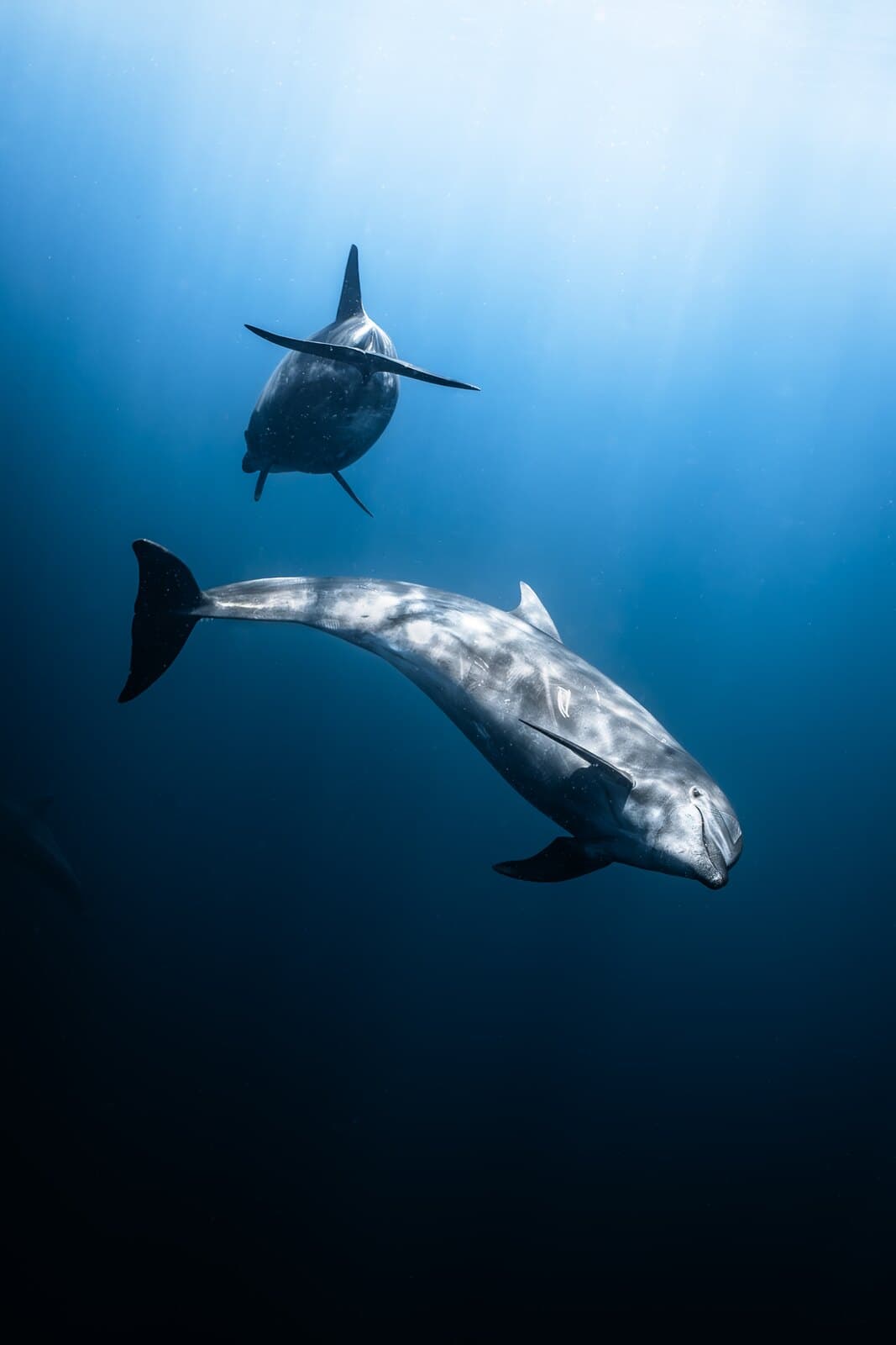 Two dolphins swimming beneath the sunlit surface