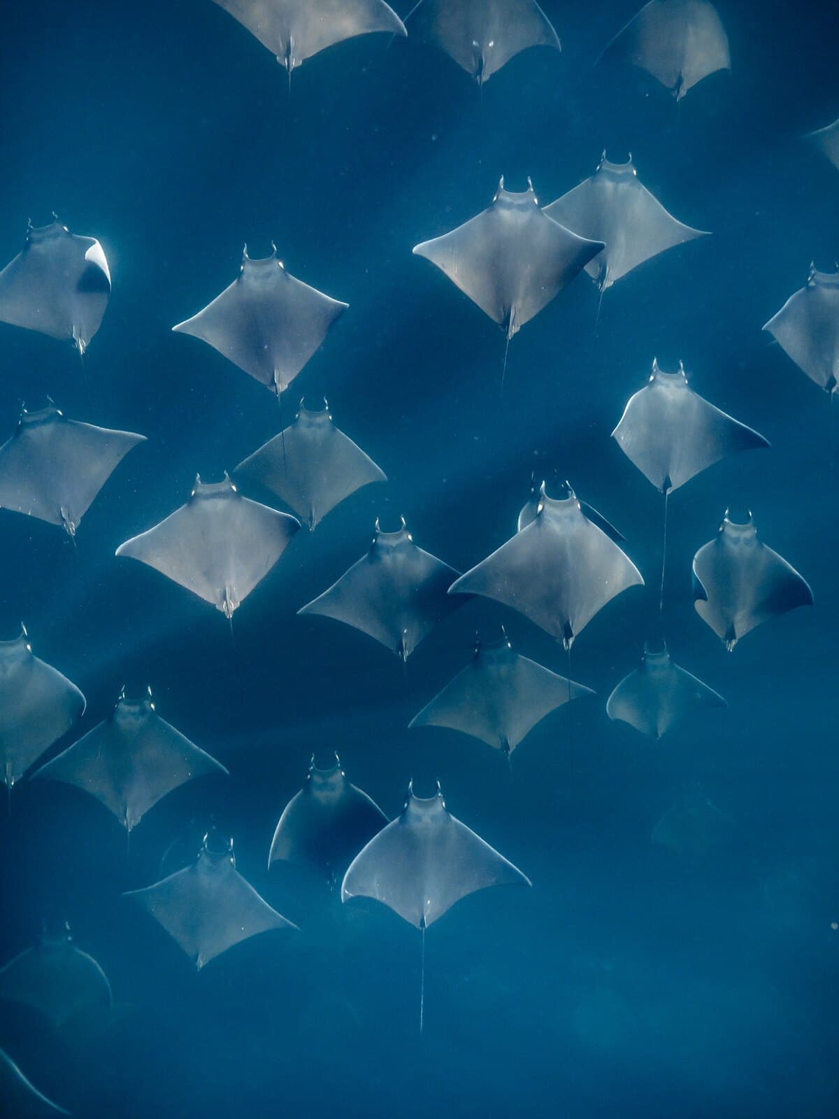 A school of mobula rays swimming through blue water