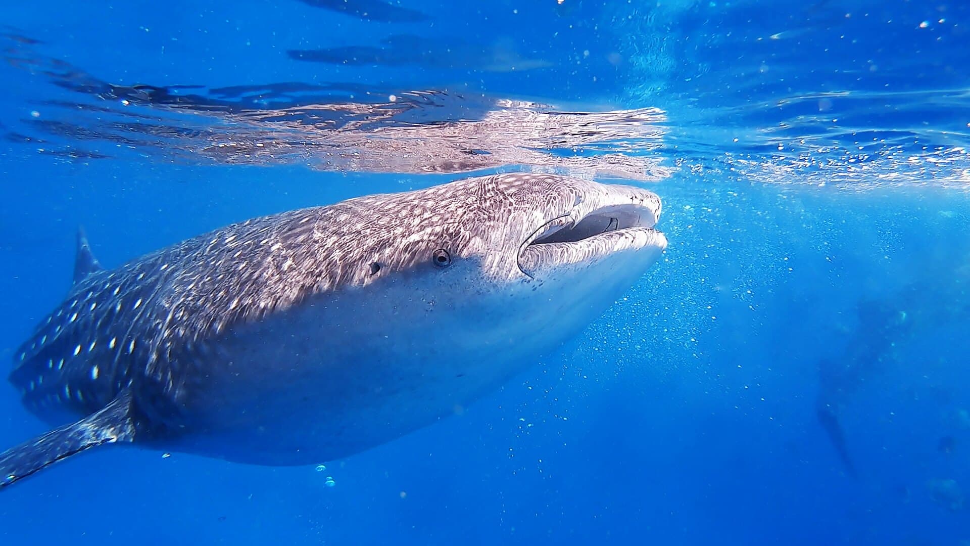 A whale shark swimming near the surface with its mouth open