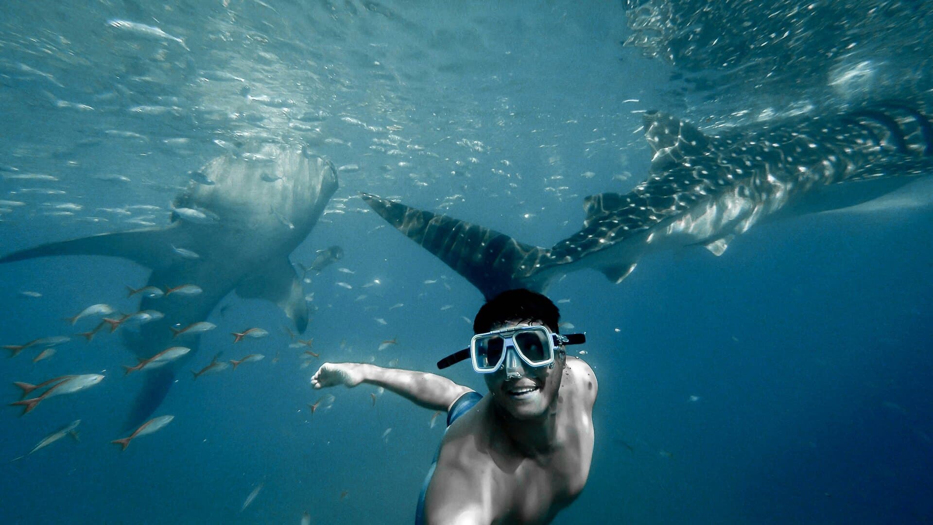 A snorkeler swimming near two whale sharks at the surface