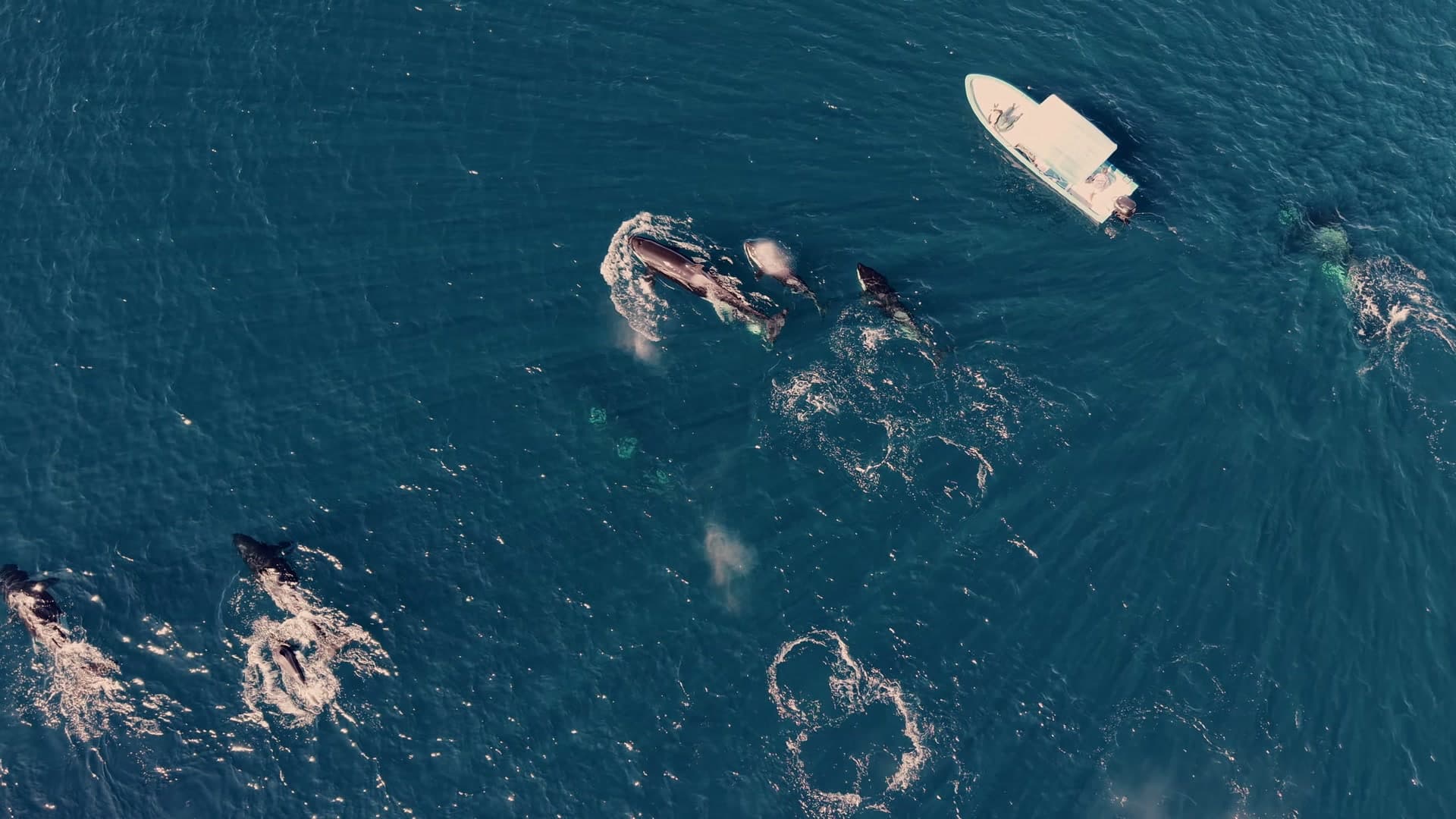Pod of orcas swimming in the Sea of Cortez near Cerralvo Island during peak season