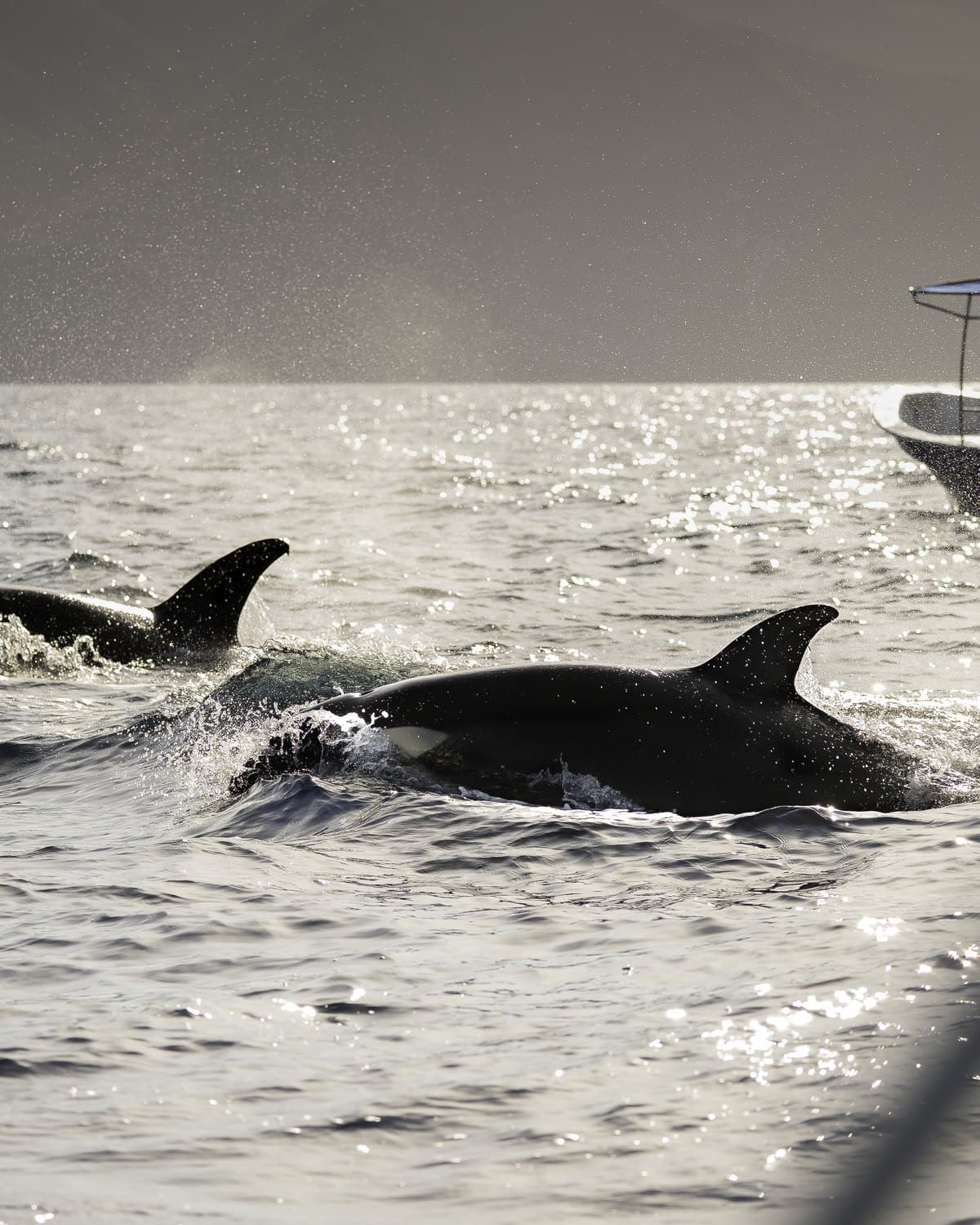 Two orcas surfacing together in sunlit water