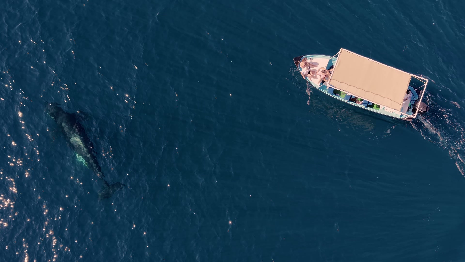 Bajablue Tours boat with an orca breaching nearby in the Sea of Cortez