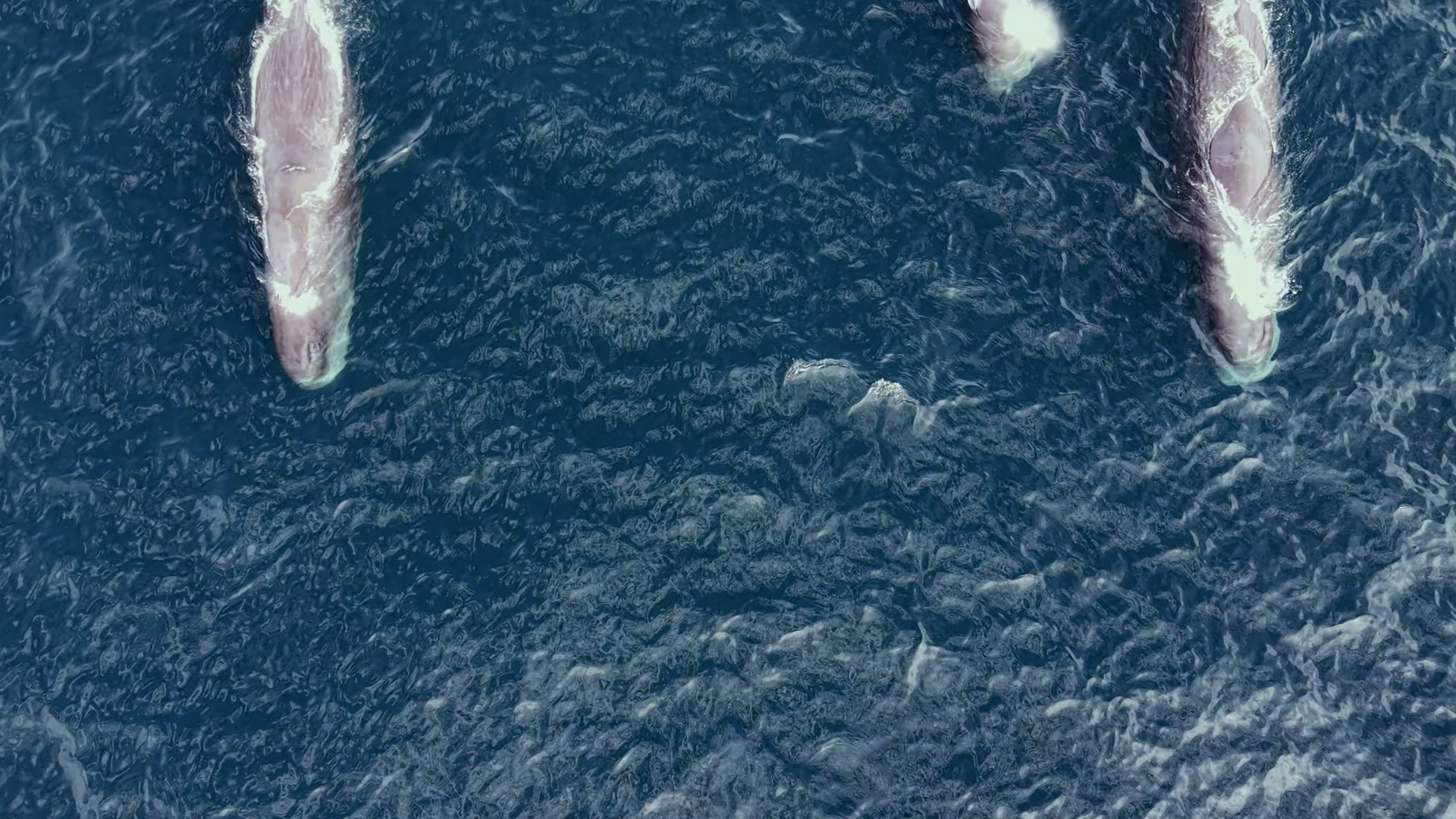 Textured surface of the Sea of Cortez near a sperm whale pod