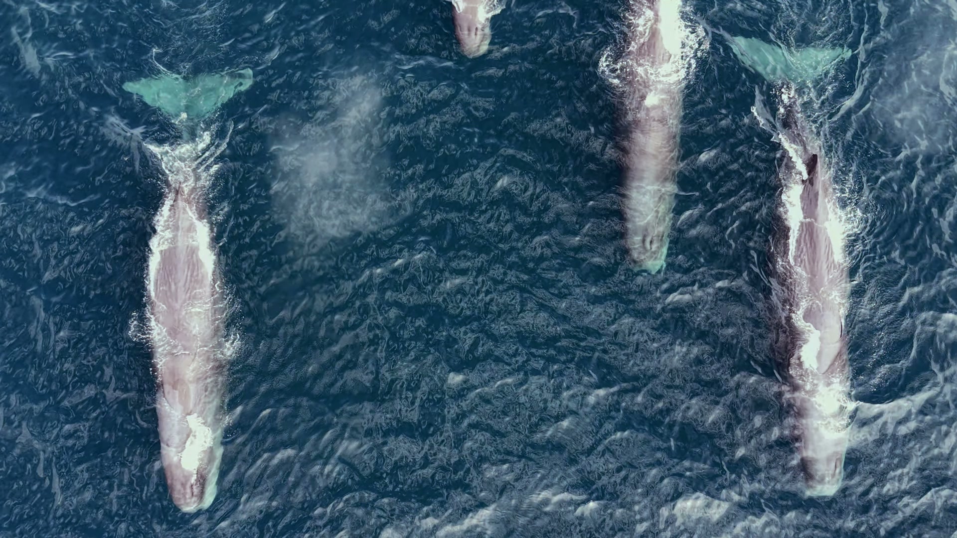 Four sperm whales (cachalotes) swimming in formation in the Sea of Cortez near La Ventana