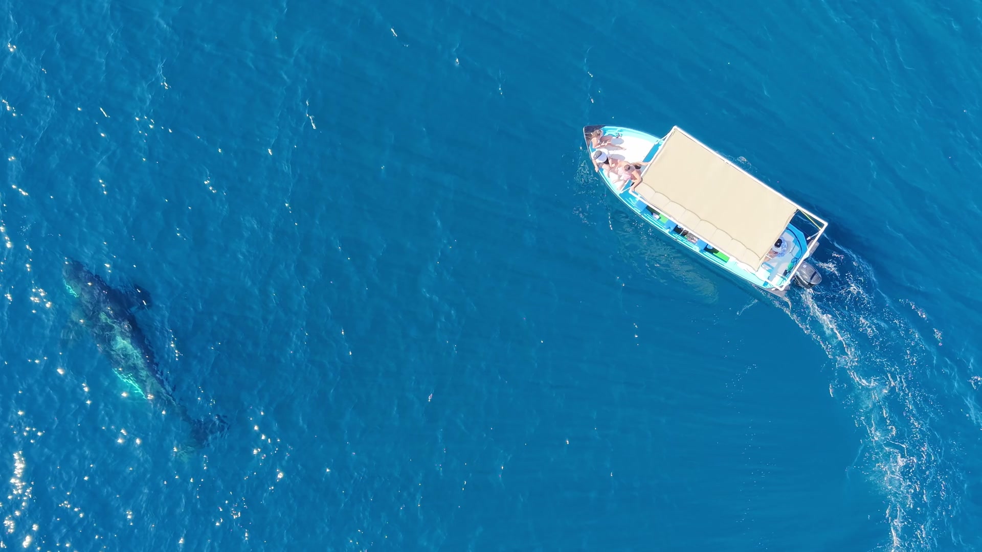 Humpback whale tail rising above the surface of the Sea of Cortez