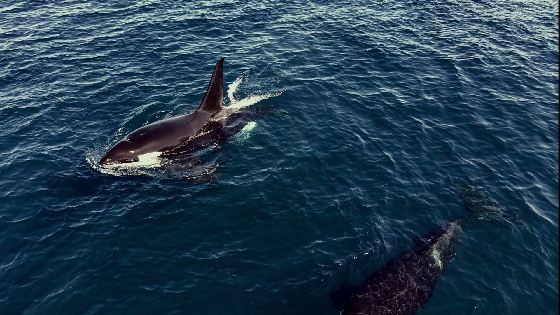 Aerial view of two orcas swimming side by side in the Sea of Cortez