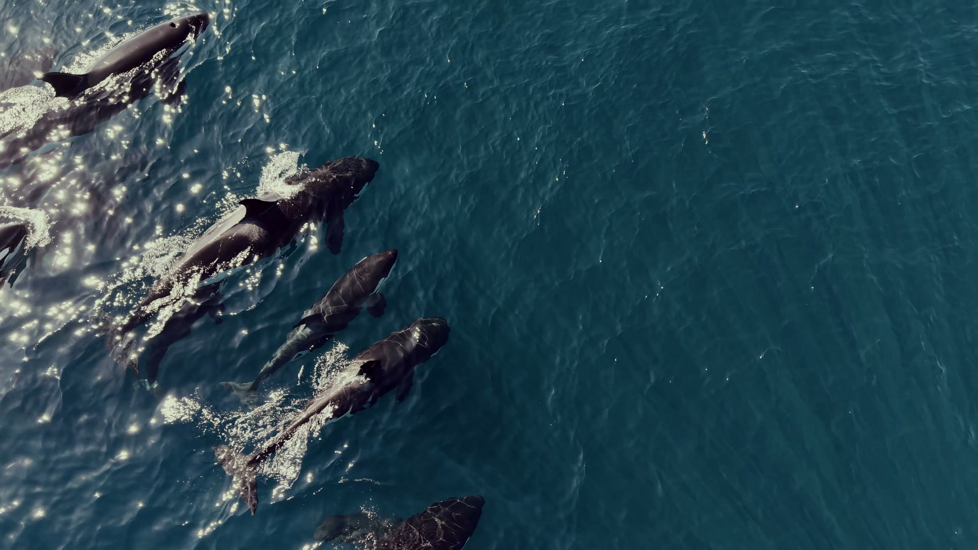 Aerial drone view of an orca pod swimming through the Sea of Cortez near La Ventana, BCS