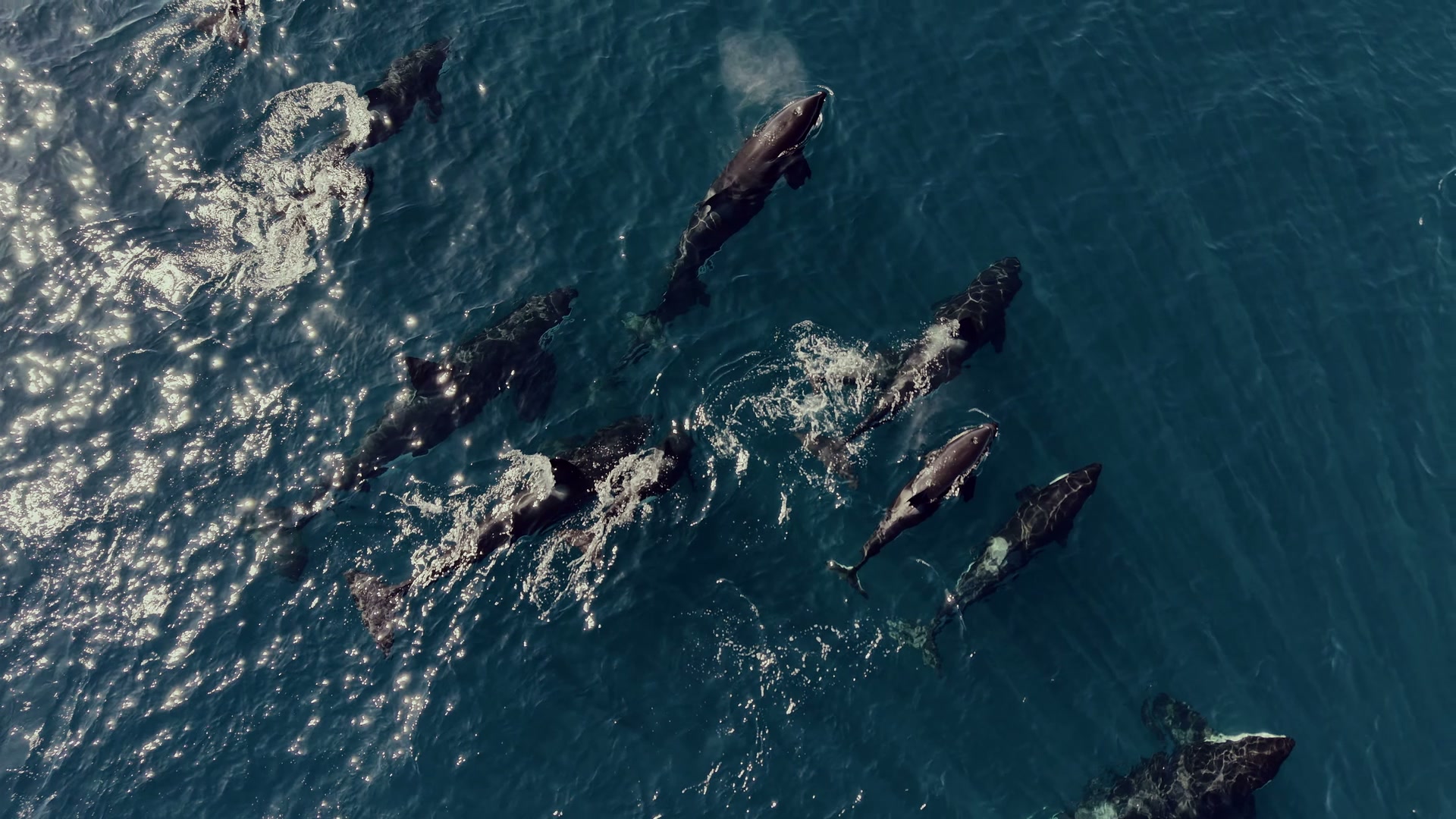 Two orcas swimming side by side in the Sea of Cortez