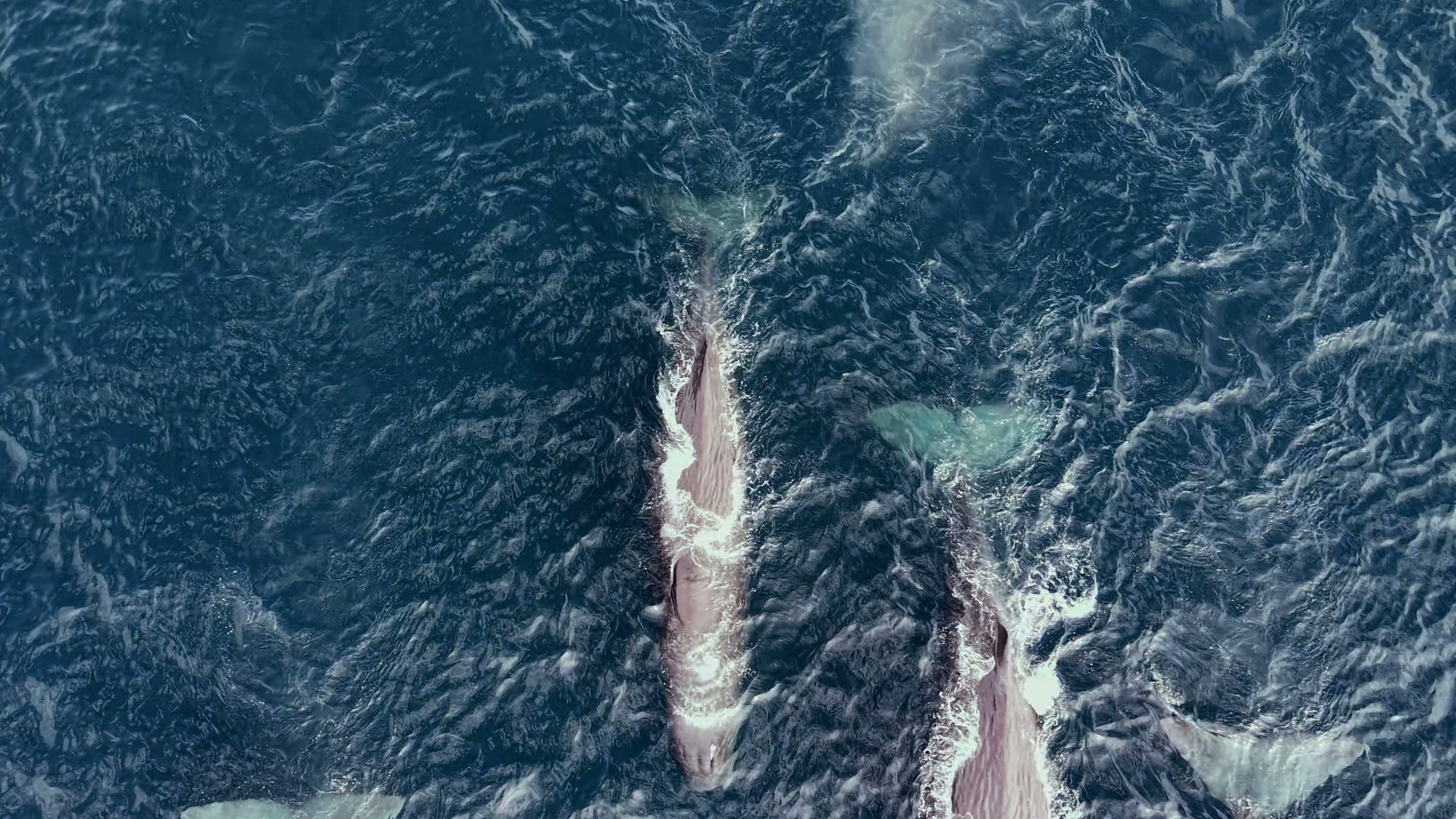 Sperm whales crossing the Sea of Cortez