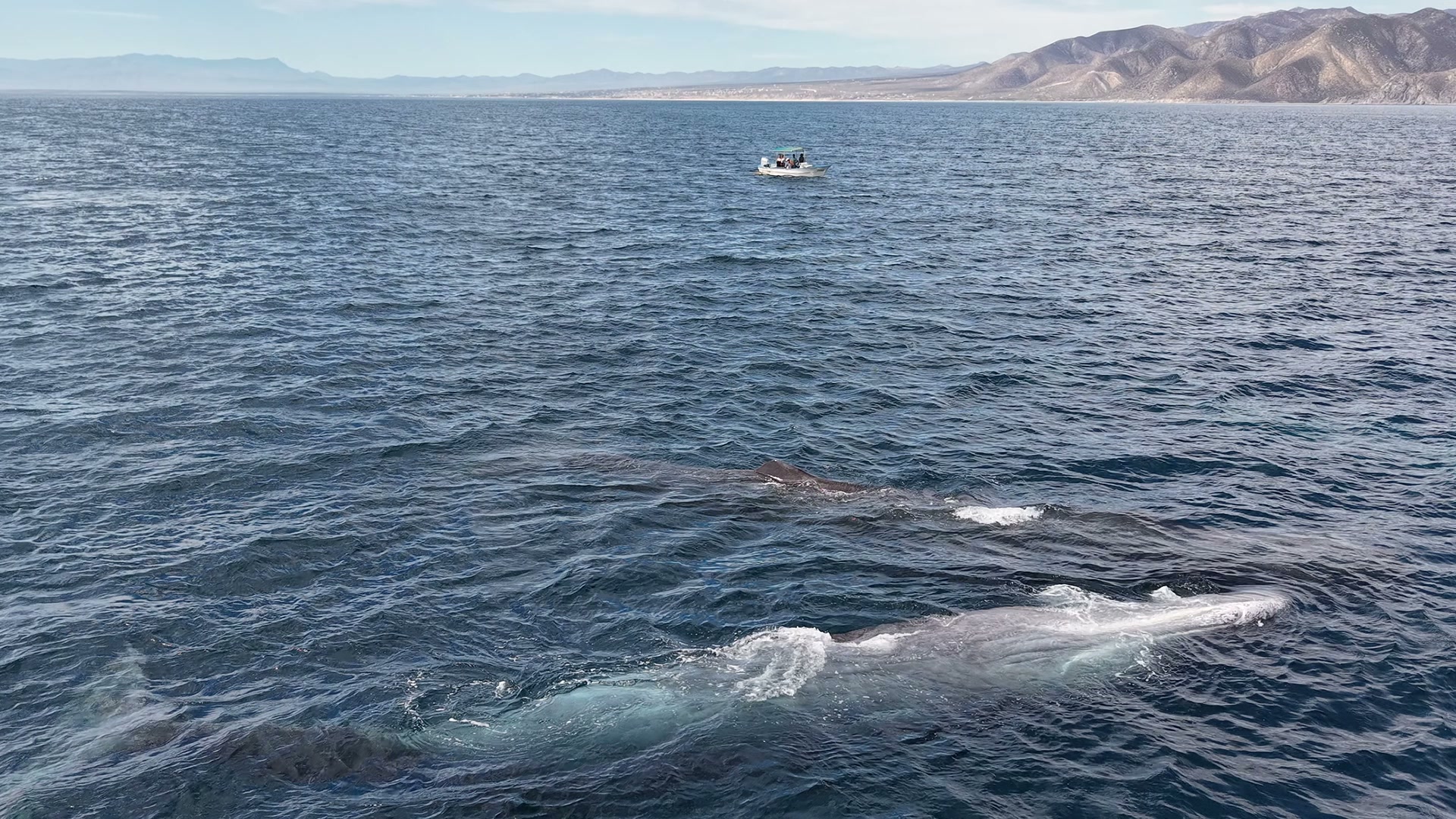 Two humpback whales surfacing near a Bajablue Tours expedition boat in the Sea of Cortez