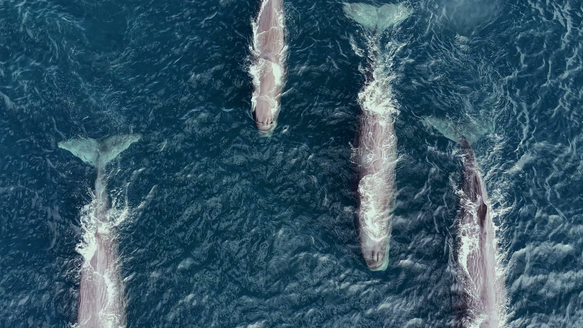 Sperm whale encounter