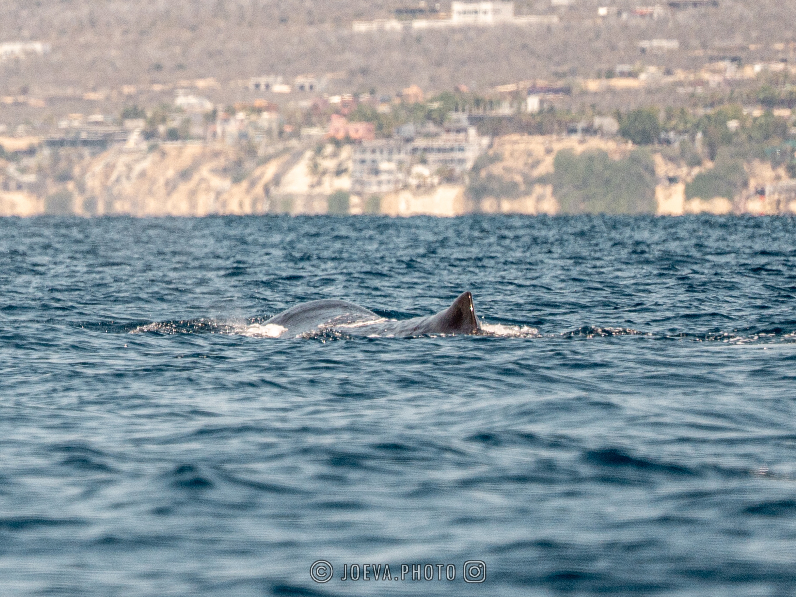 Large whale in open water