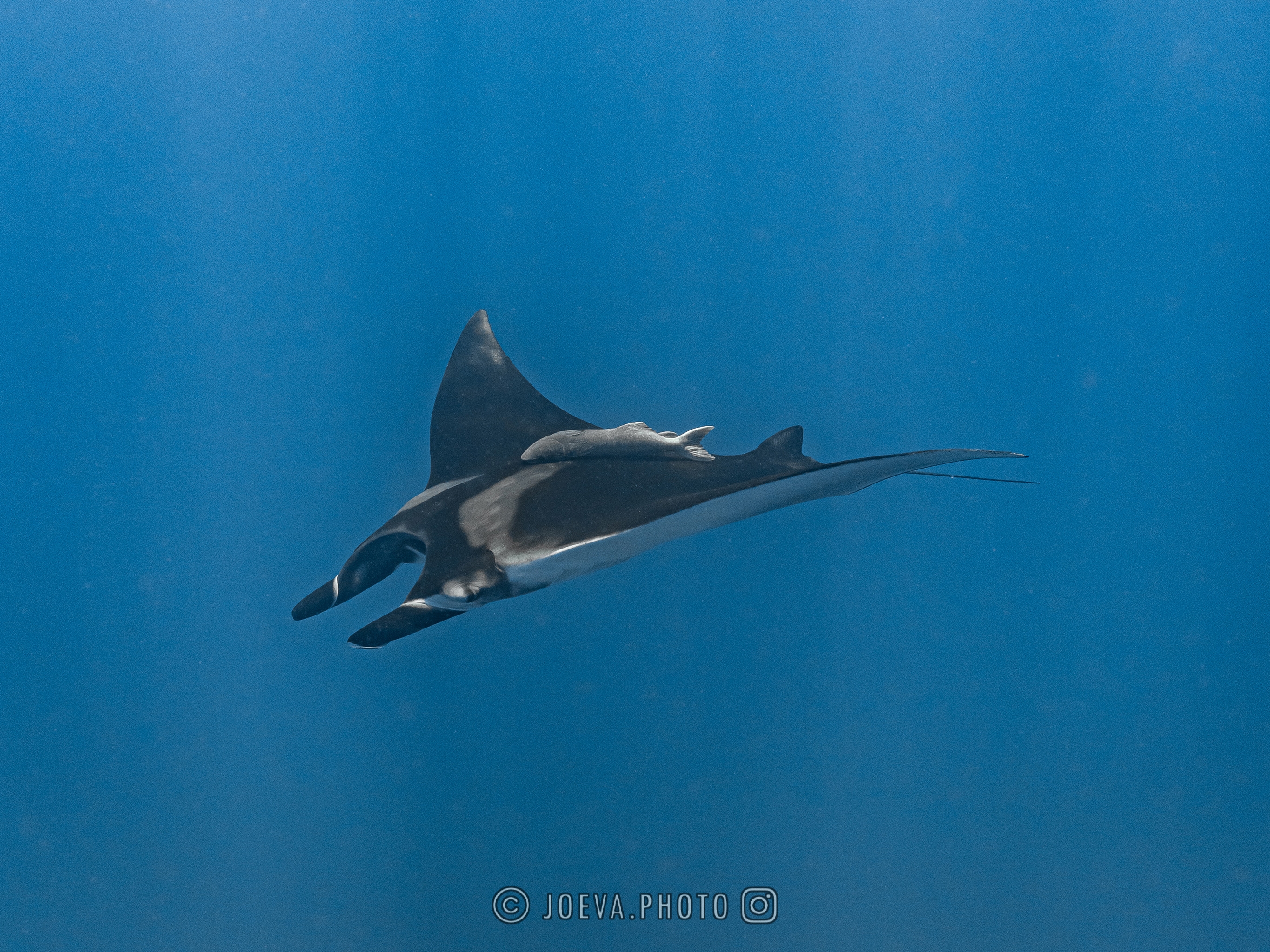 Large ray gliding underwater
