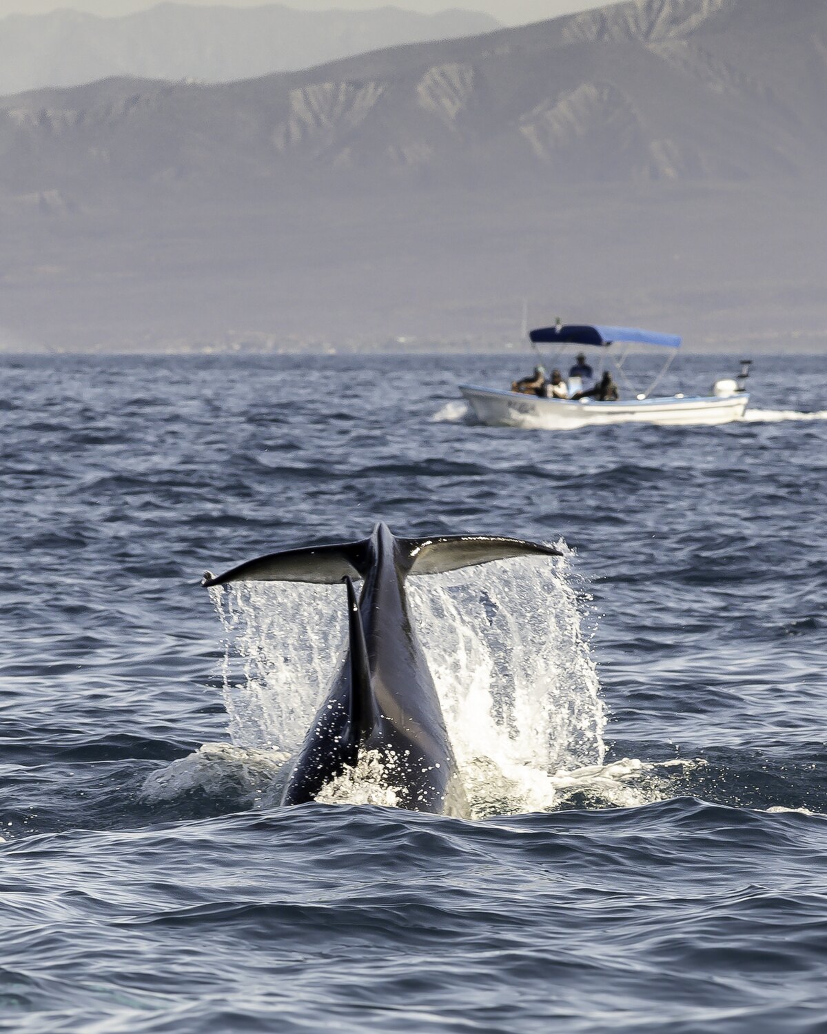 Out on the Sea of Cortez