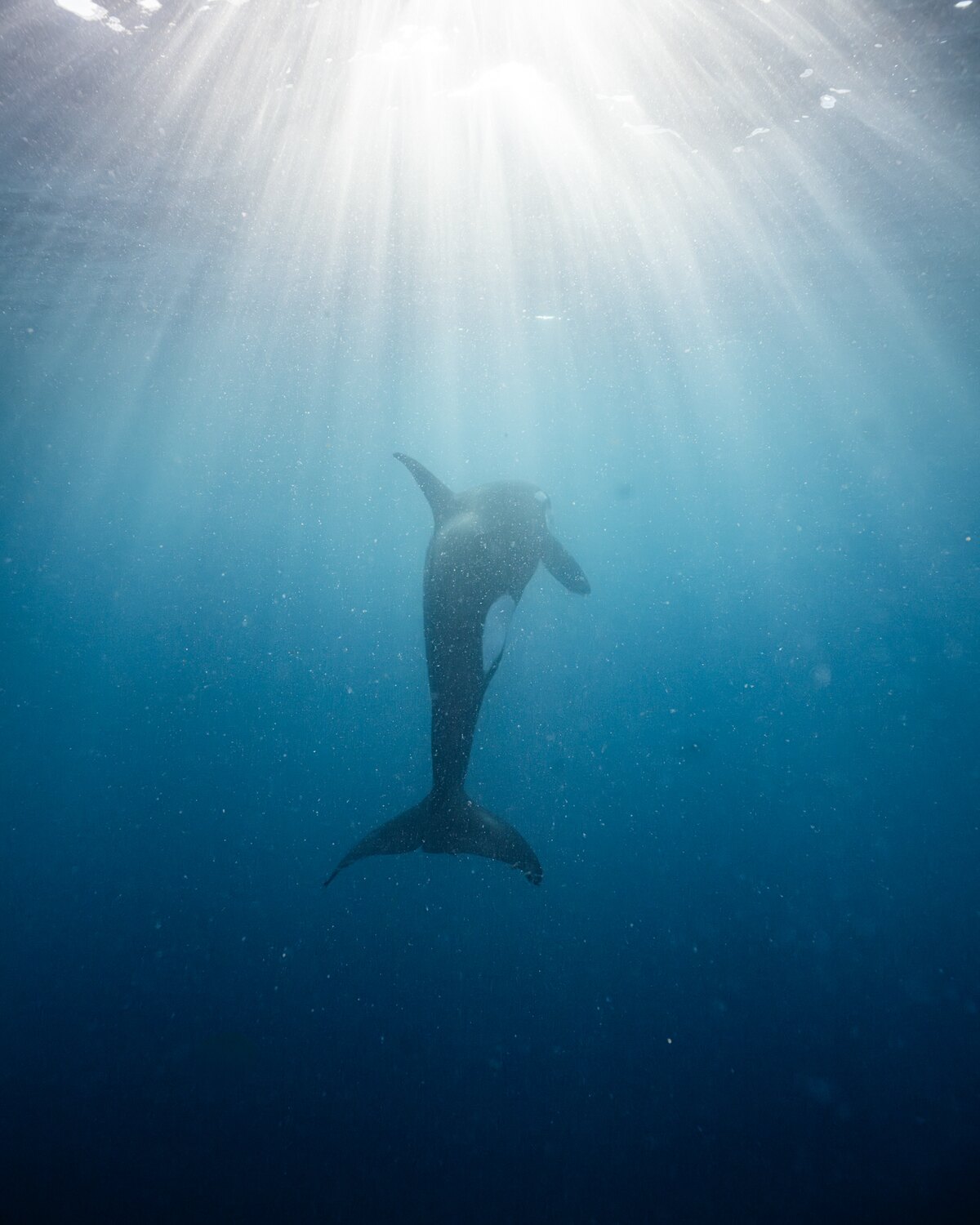 Marine wildlife encounter